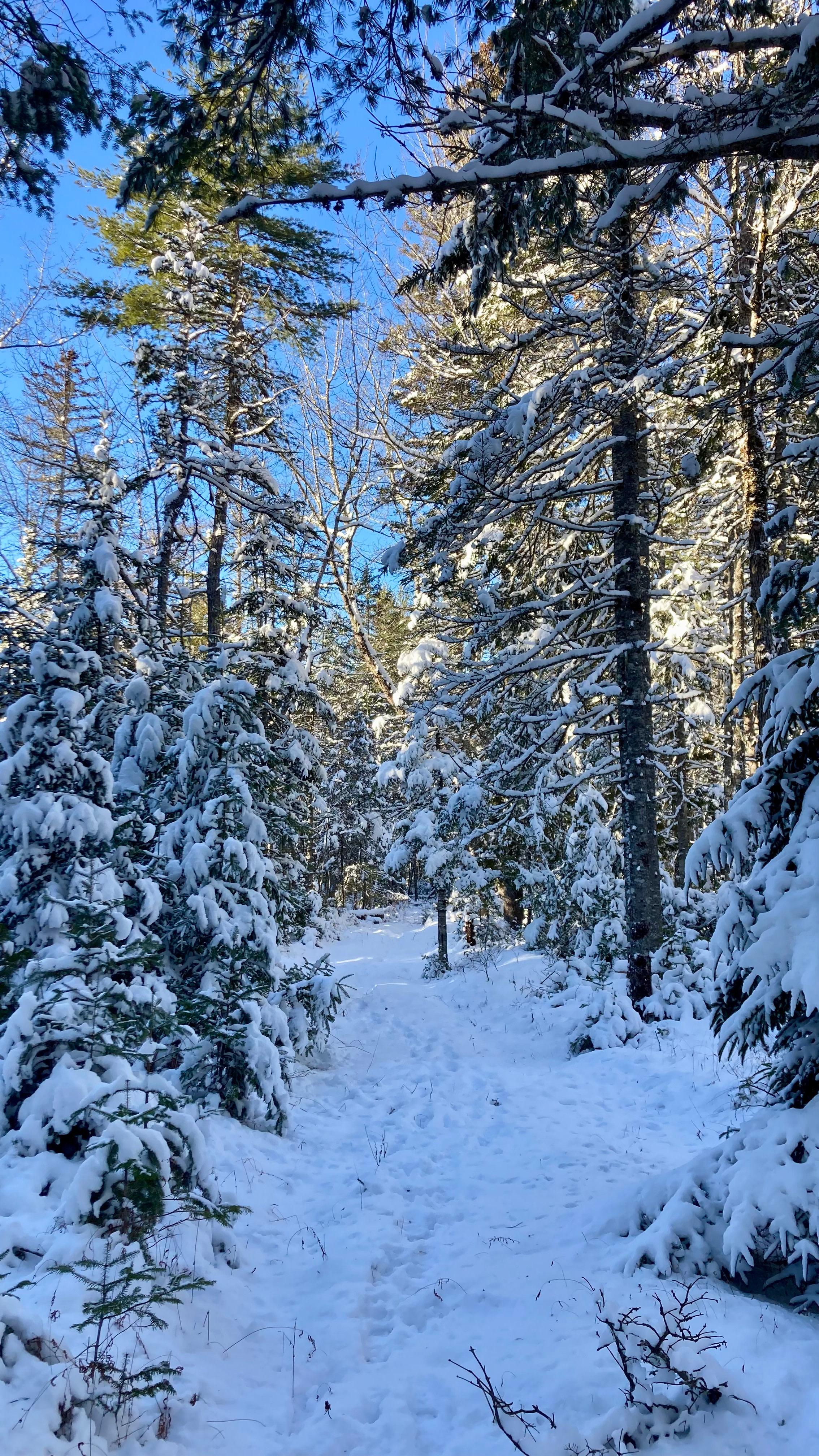 Mossy Forest by the Coast