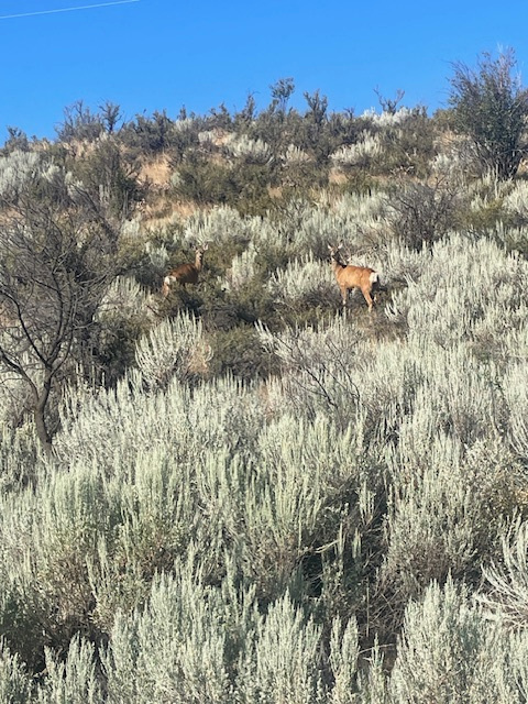 Magical Methow Valley Homestead
