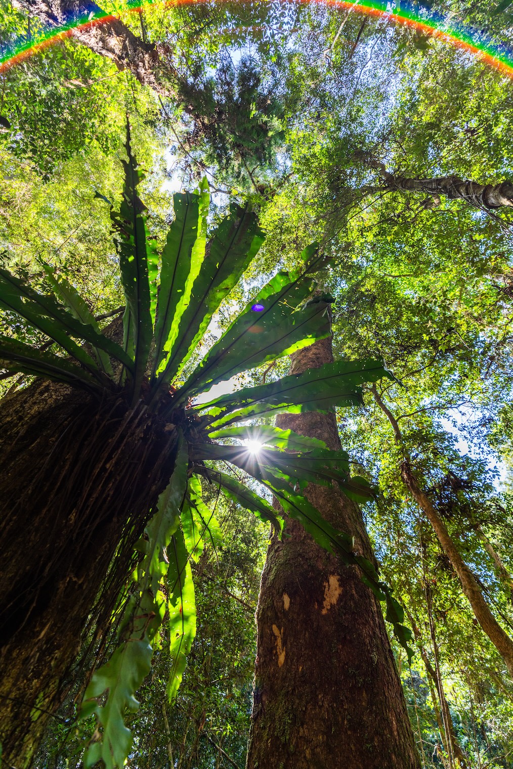 Frog Hollow Rainforest Camping