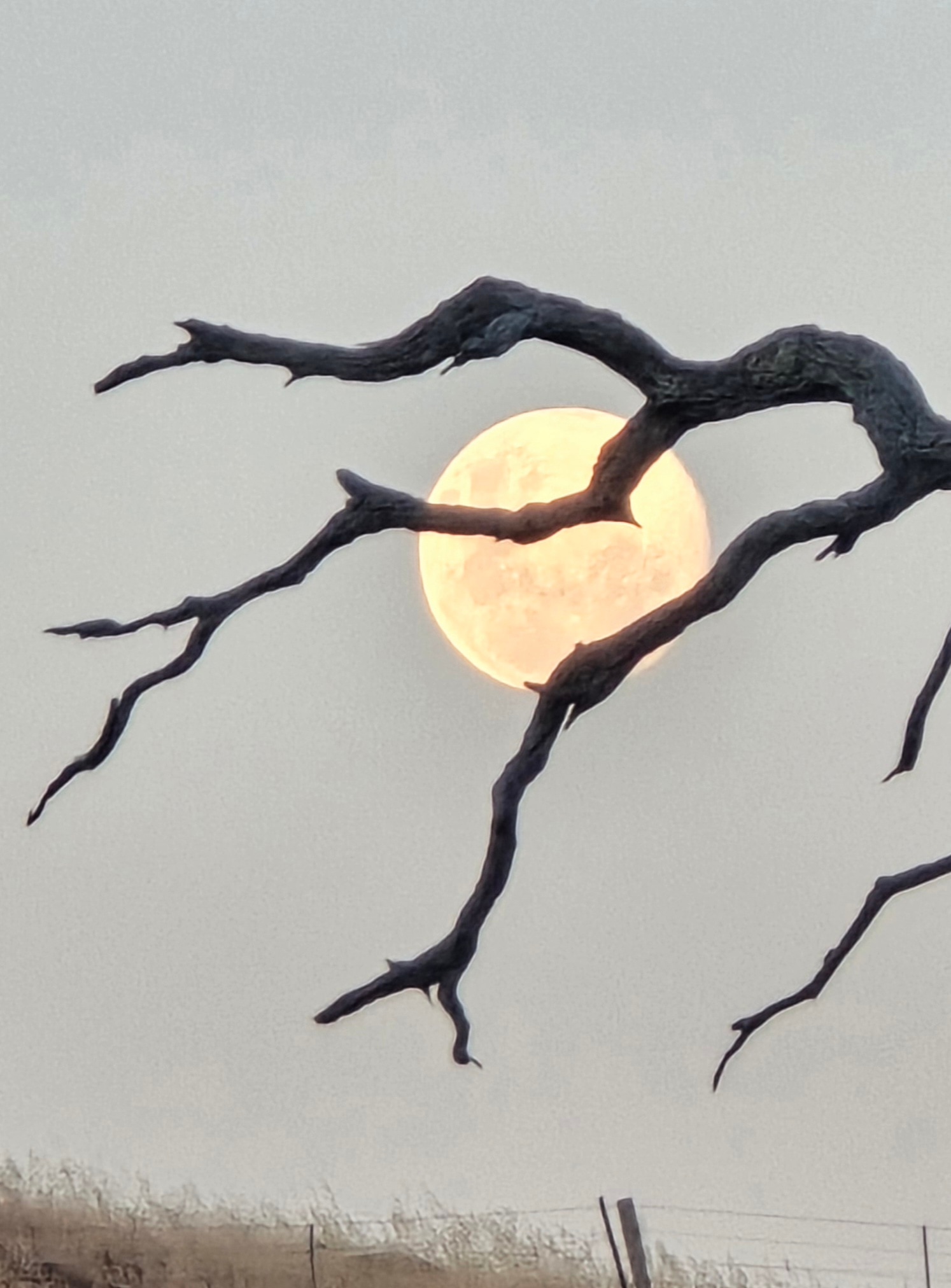 Traipsed the paddock in my nightie to get some amazing pics