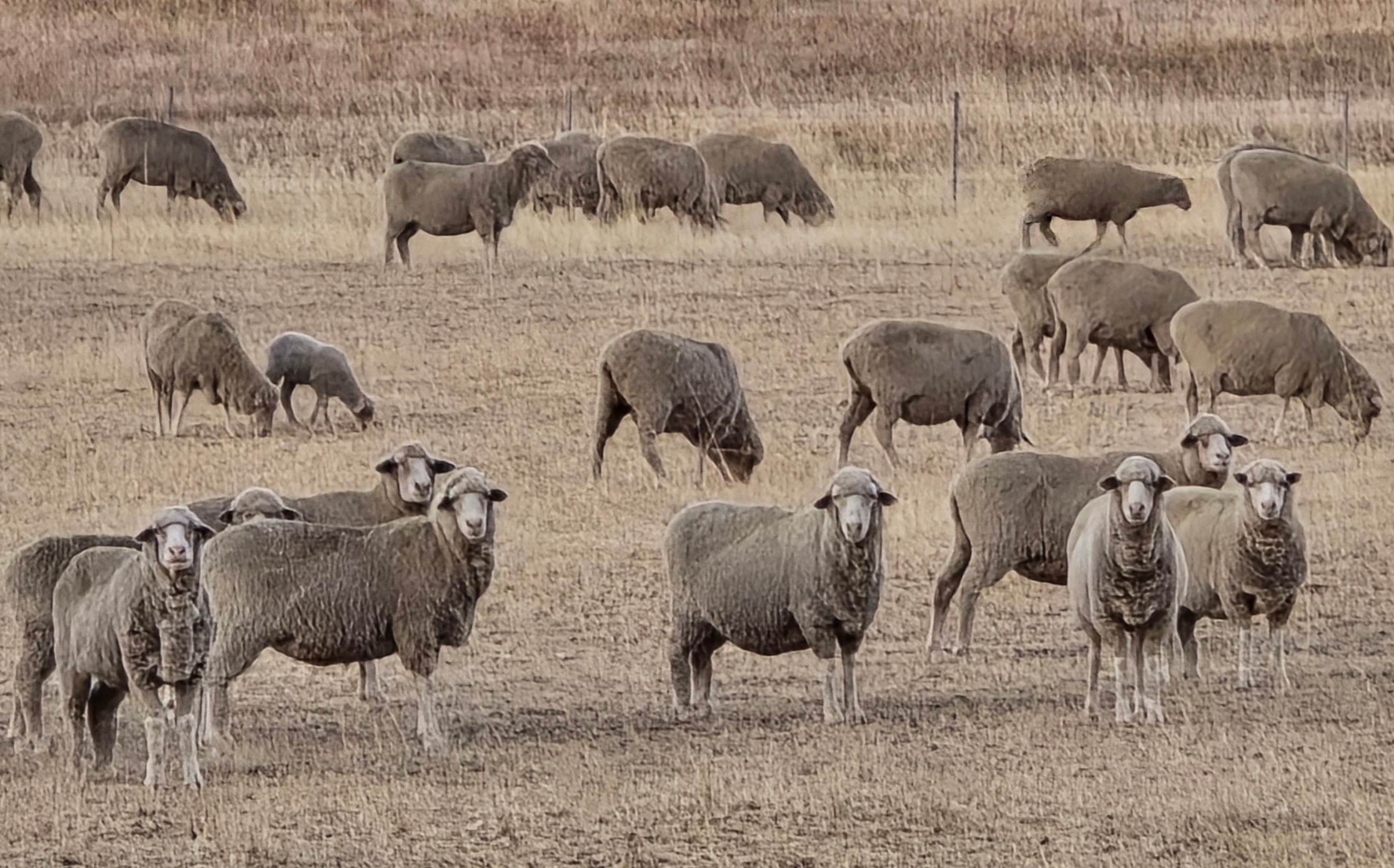 Watching us watching them