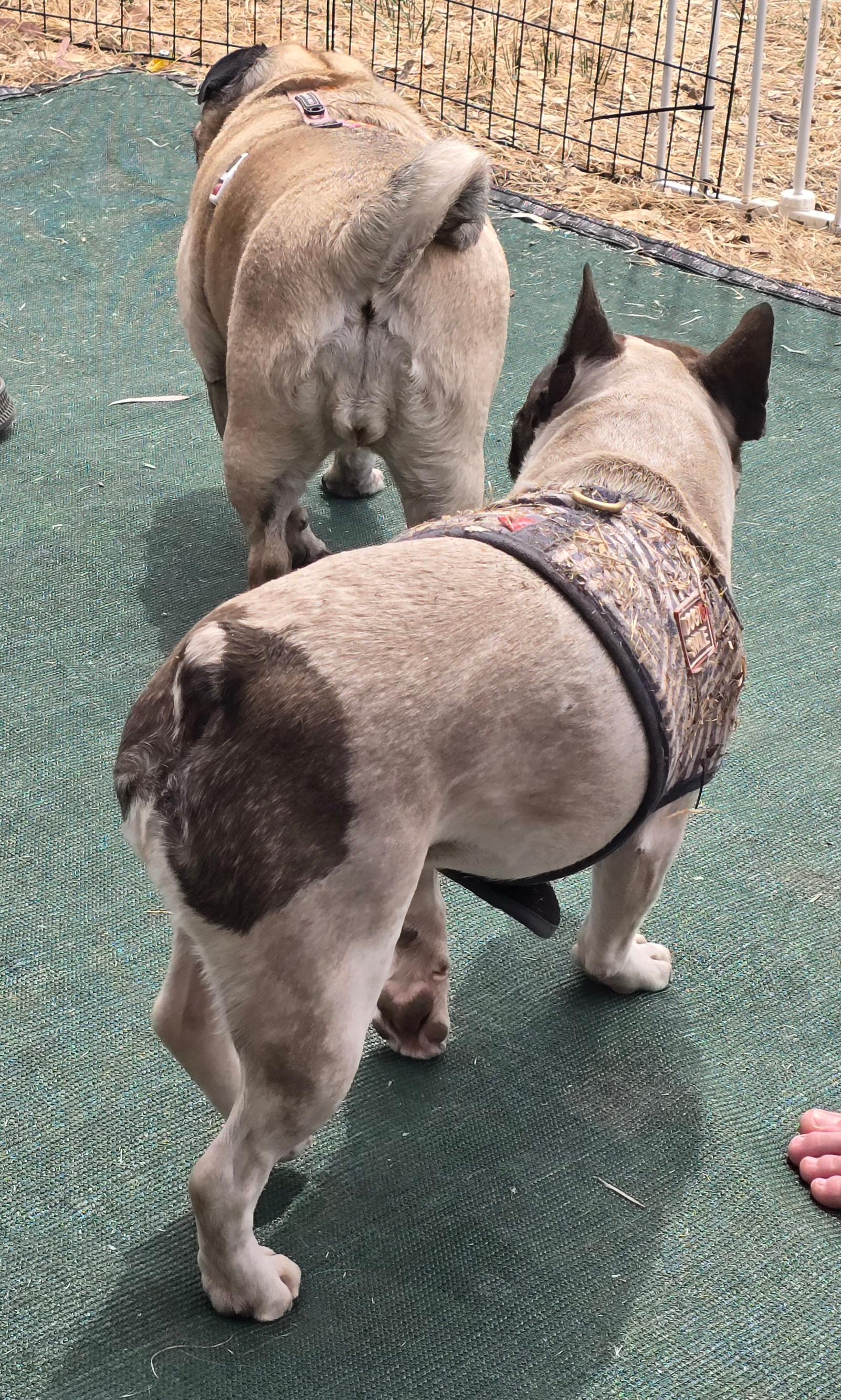 This grub lives her best life when she goes away