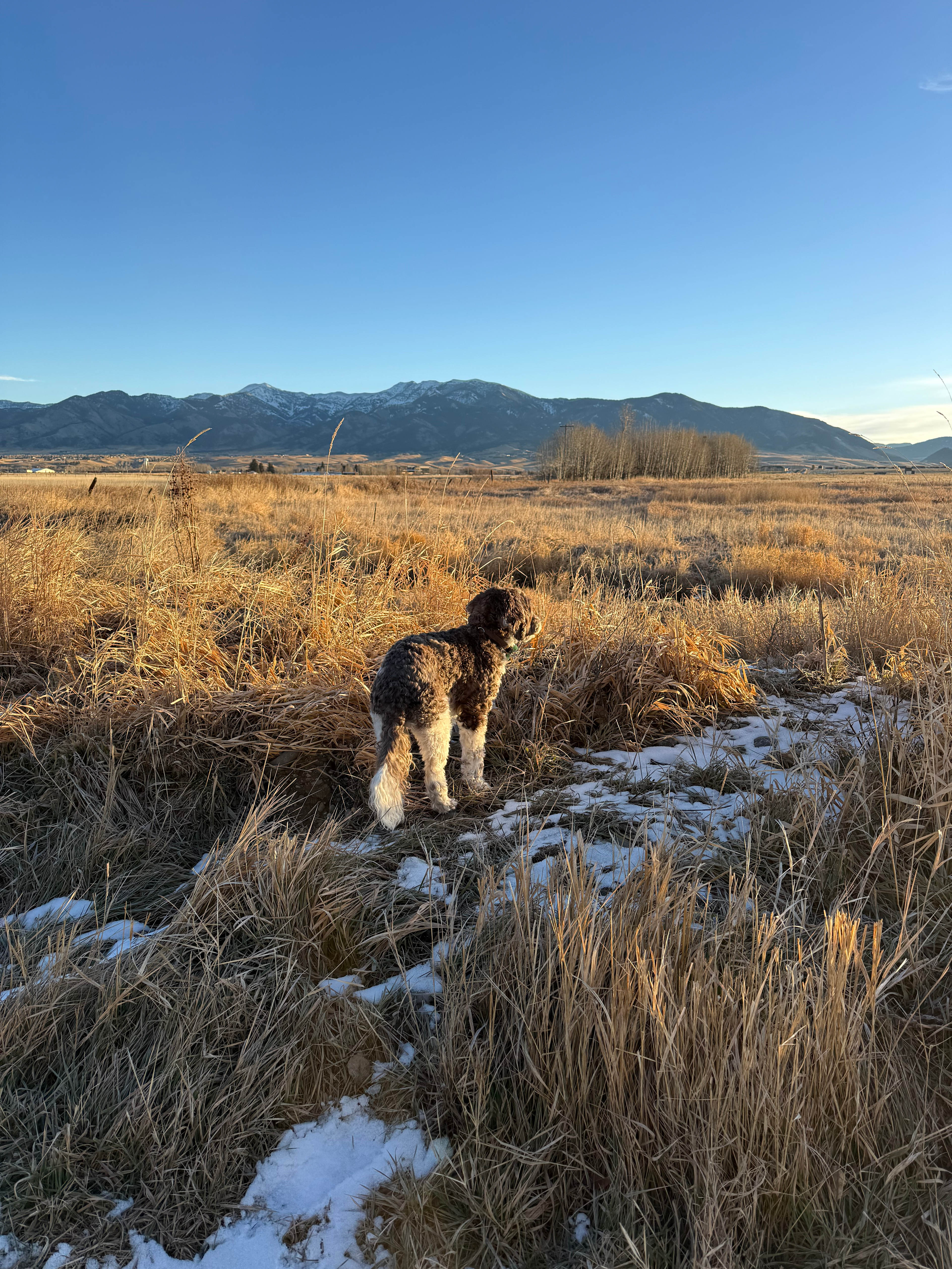 Creekside at Liberty Acres Bozeman