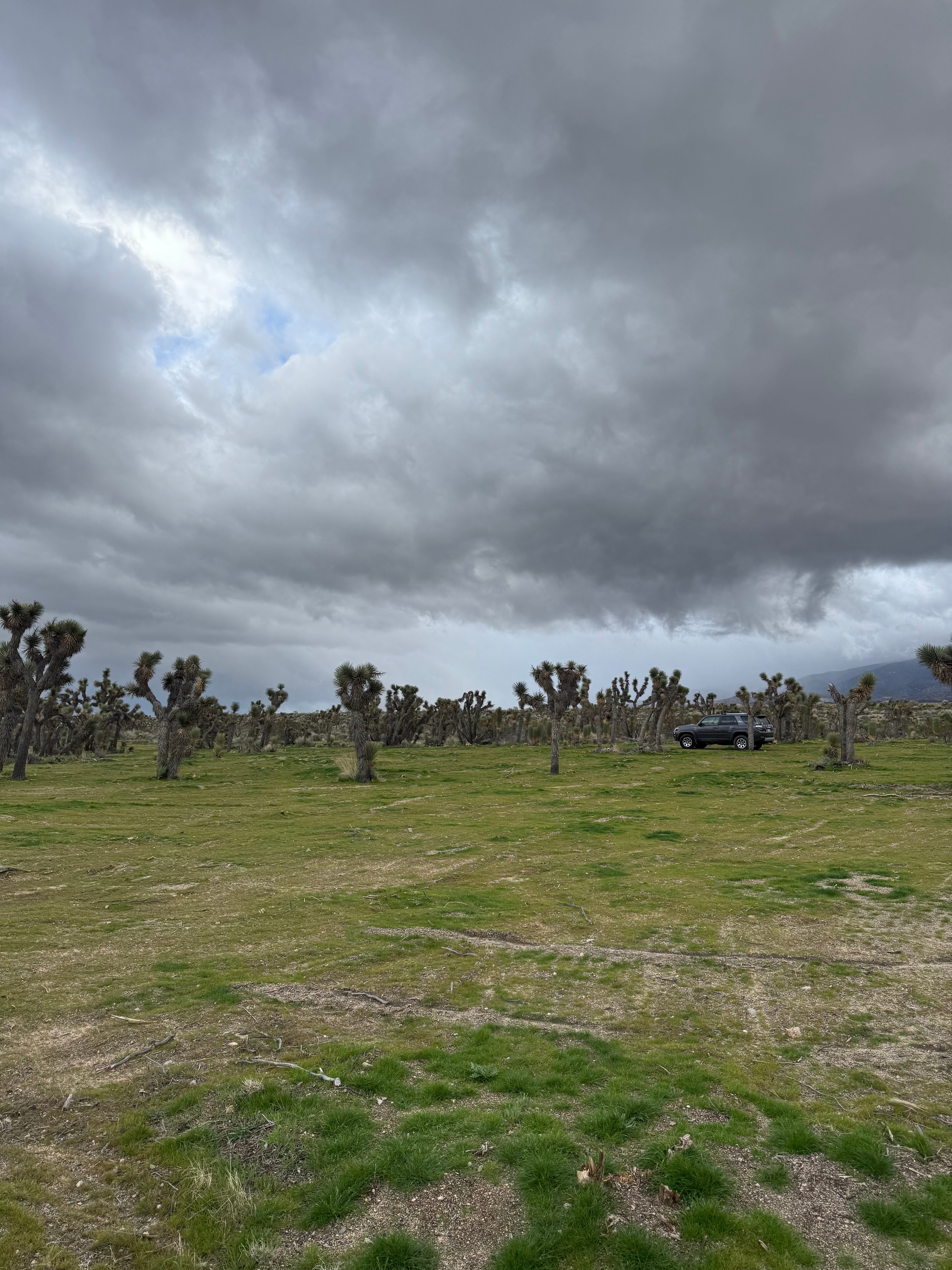 Llano Dessert Heaven 🌵
