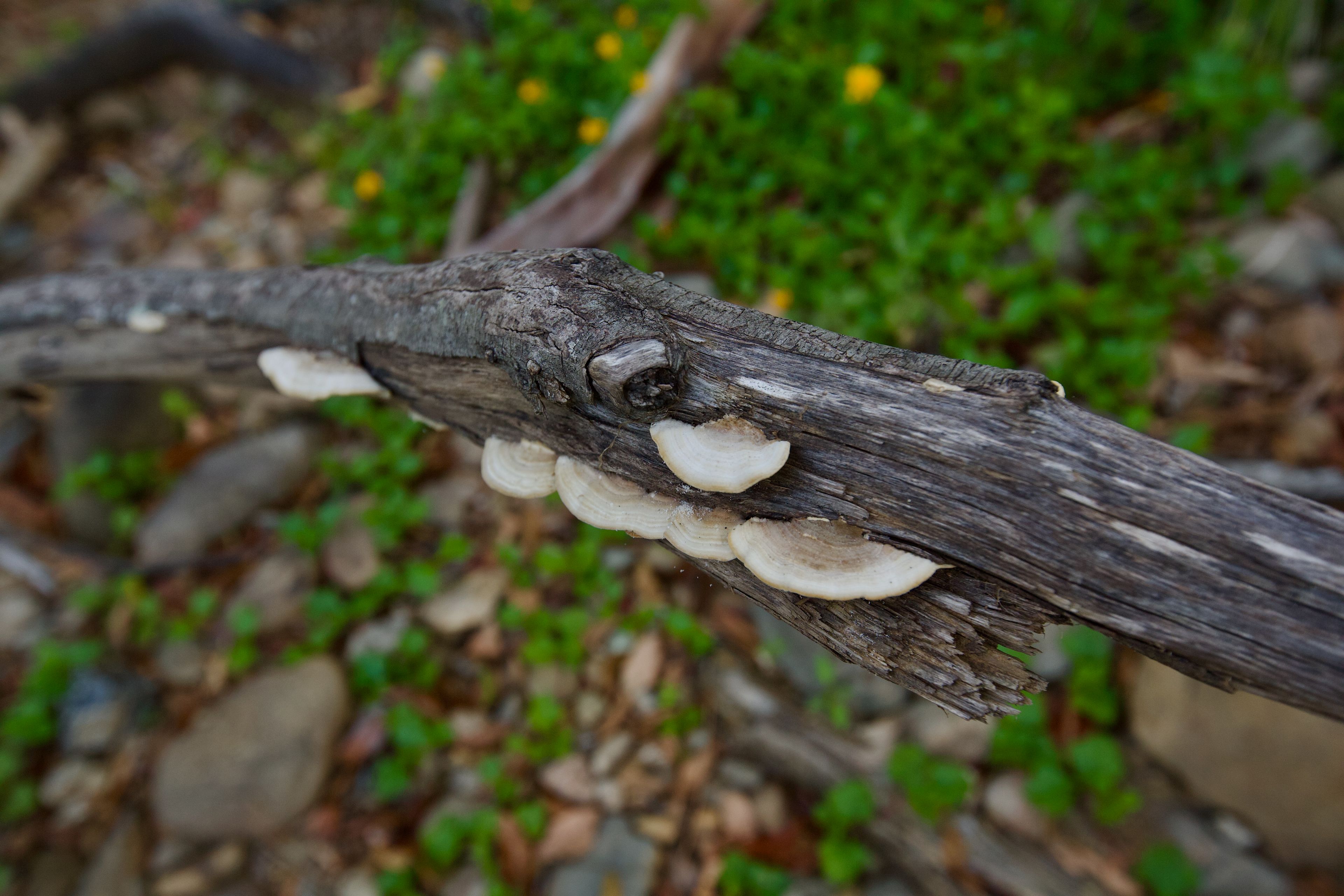 Wongawallan Creek Estate