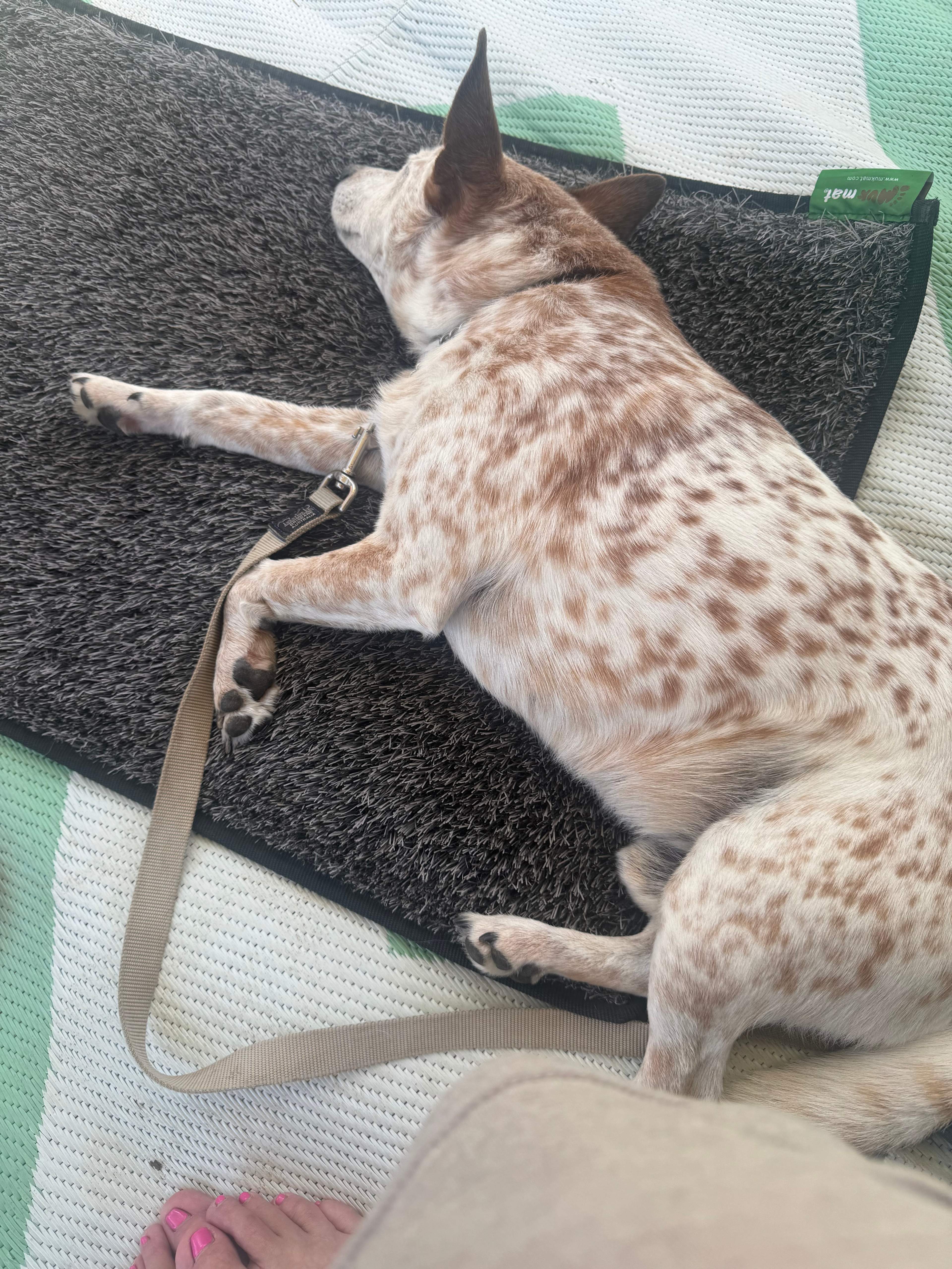 Youngster’s Paddock