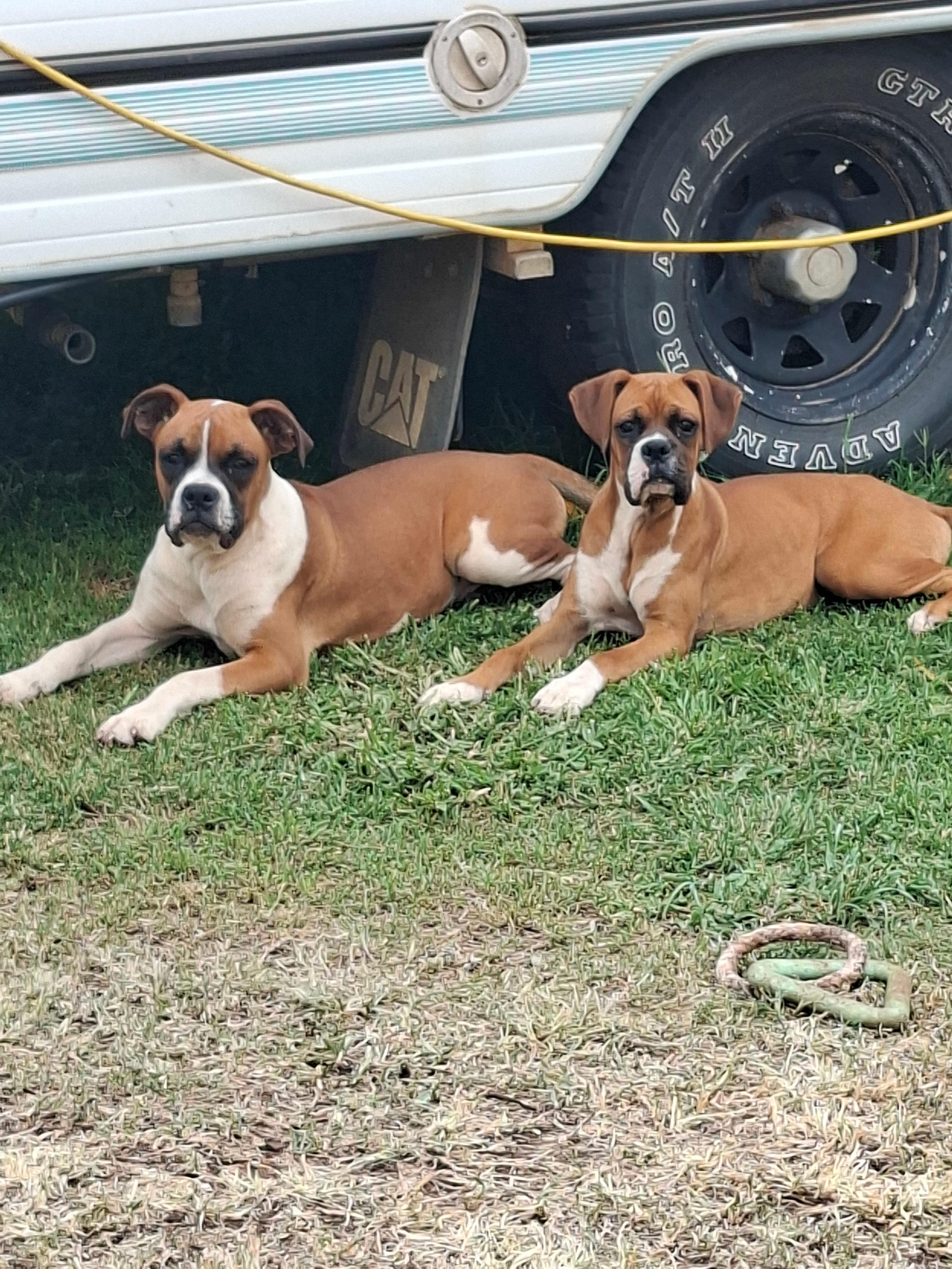 Robbo's Retreat LANDSBOROUGH