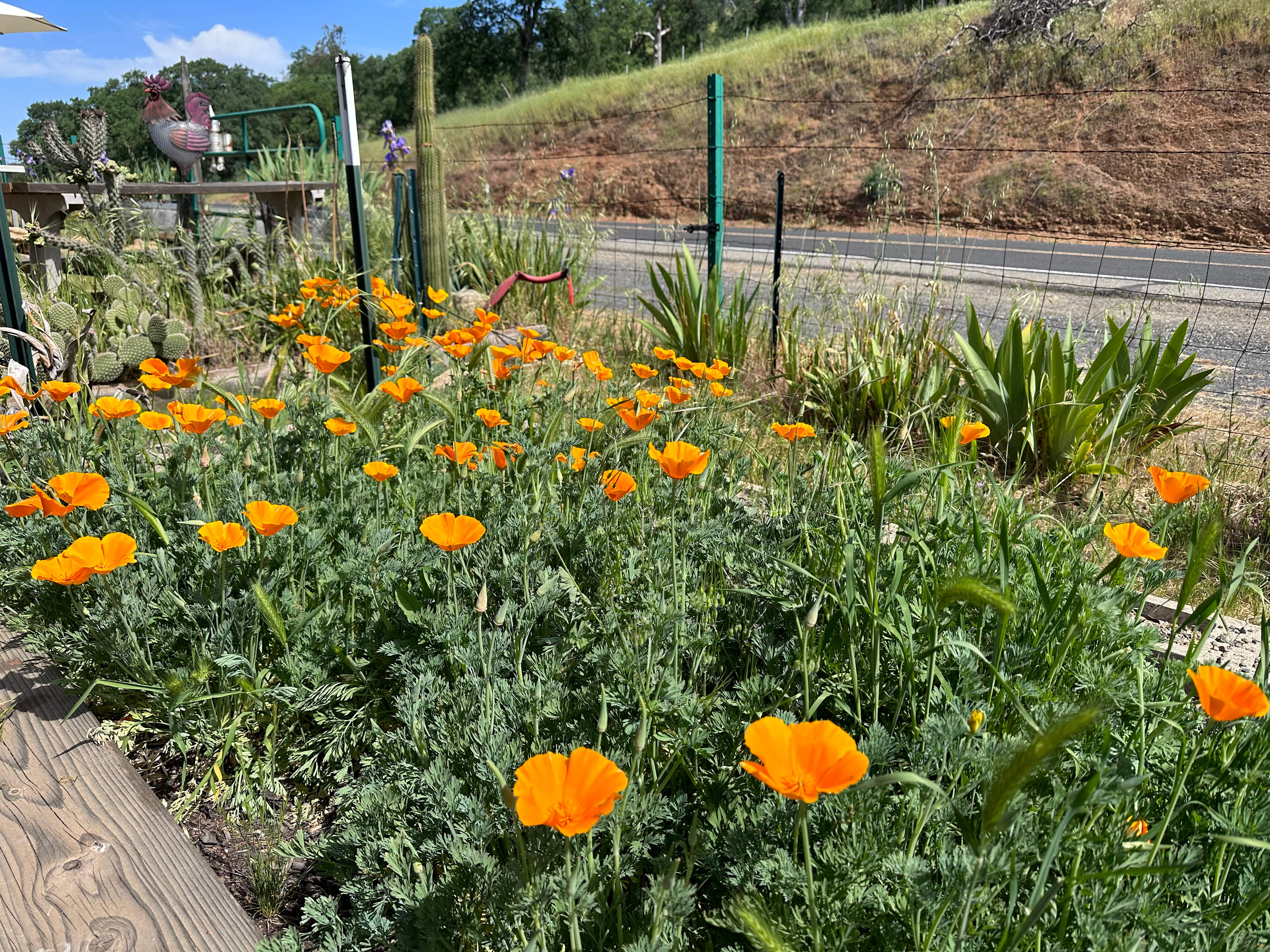 Mommapegg’s in the SEIRRA