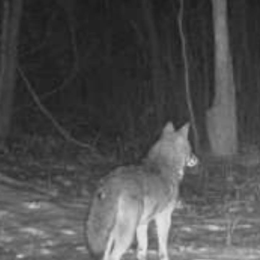 Cabin    ( Old Family  Log Cabin )
