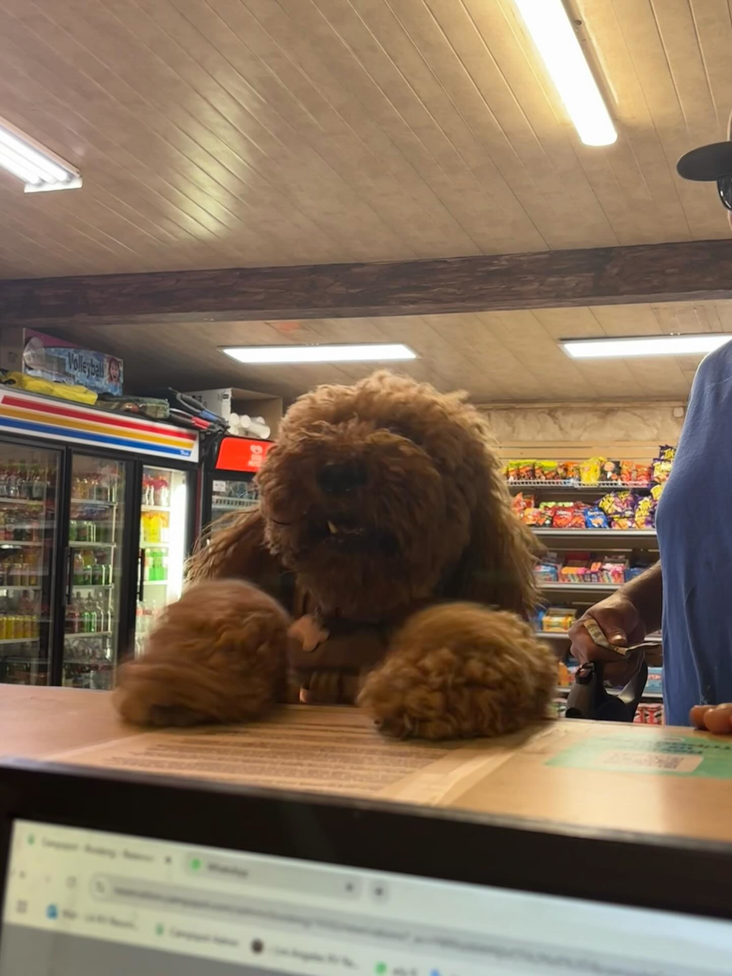 Action Camp LA RV Resort