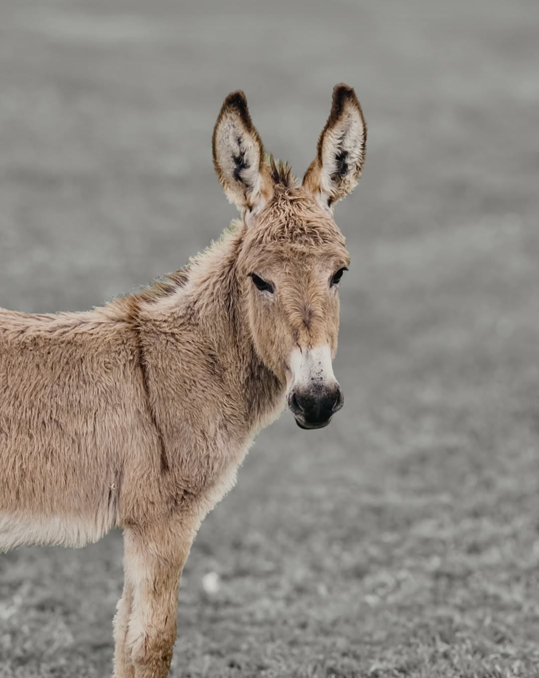 The River Shed - Camp Stay