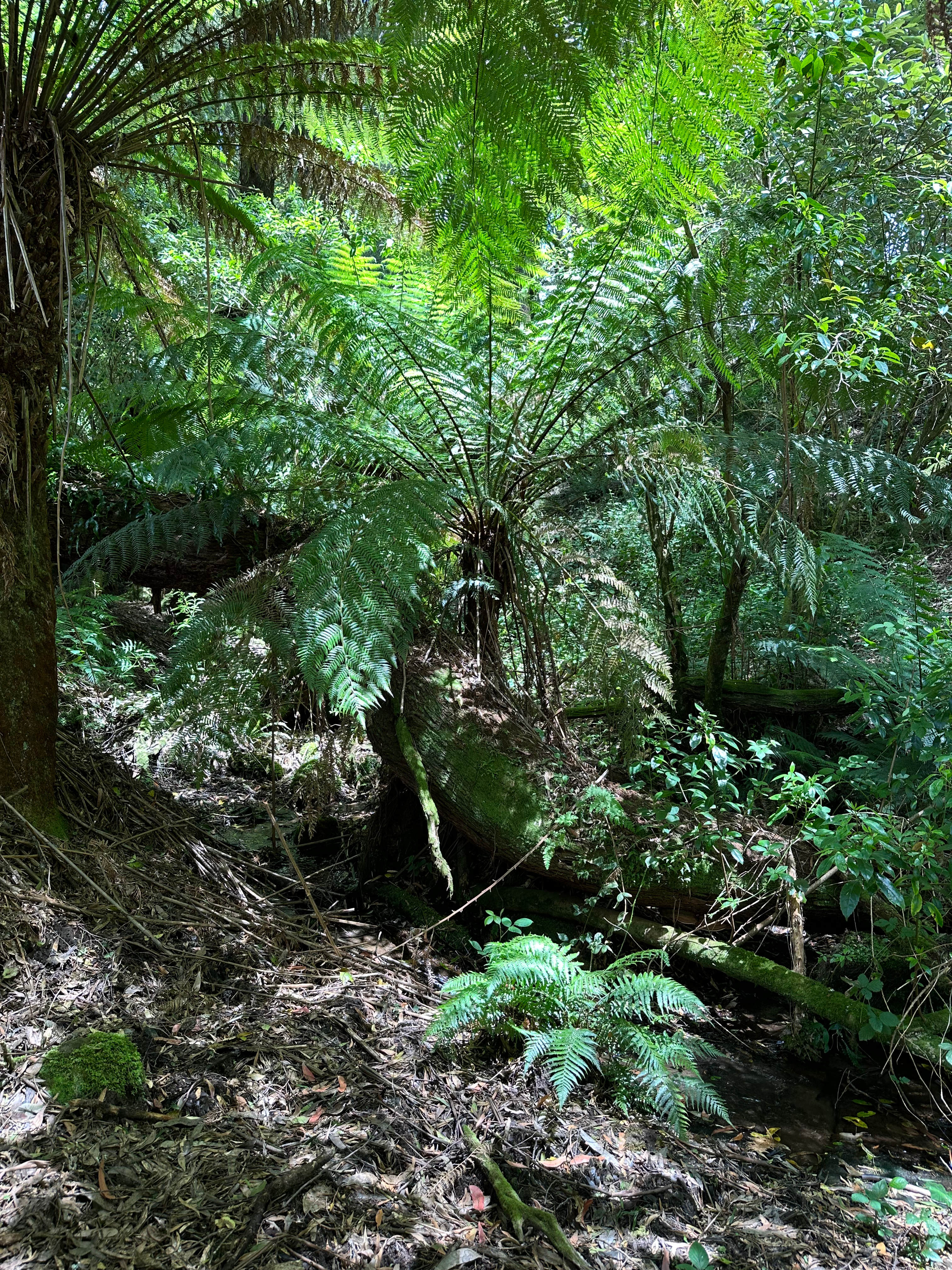 Otway Canopy Camp