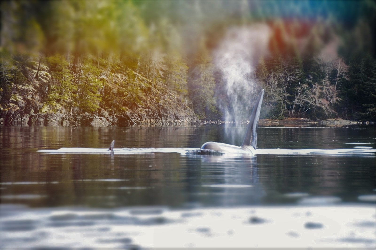 Read Island Cozy Off Grid Retreats