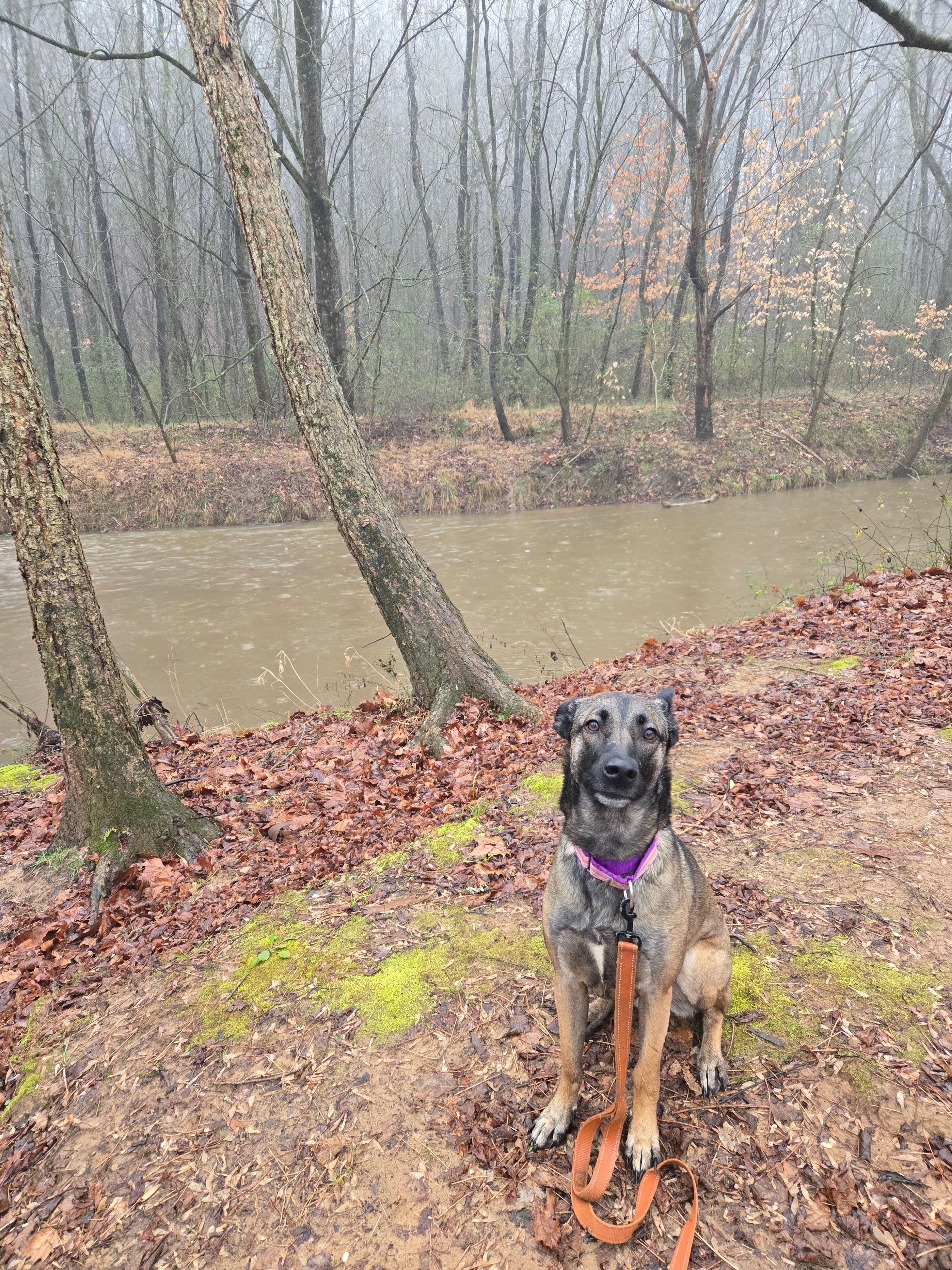 Full creek and happy dog