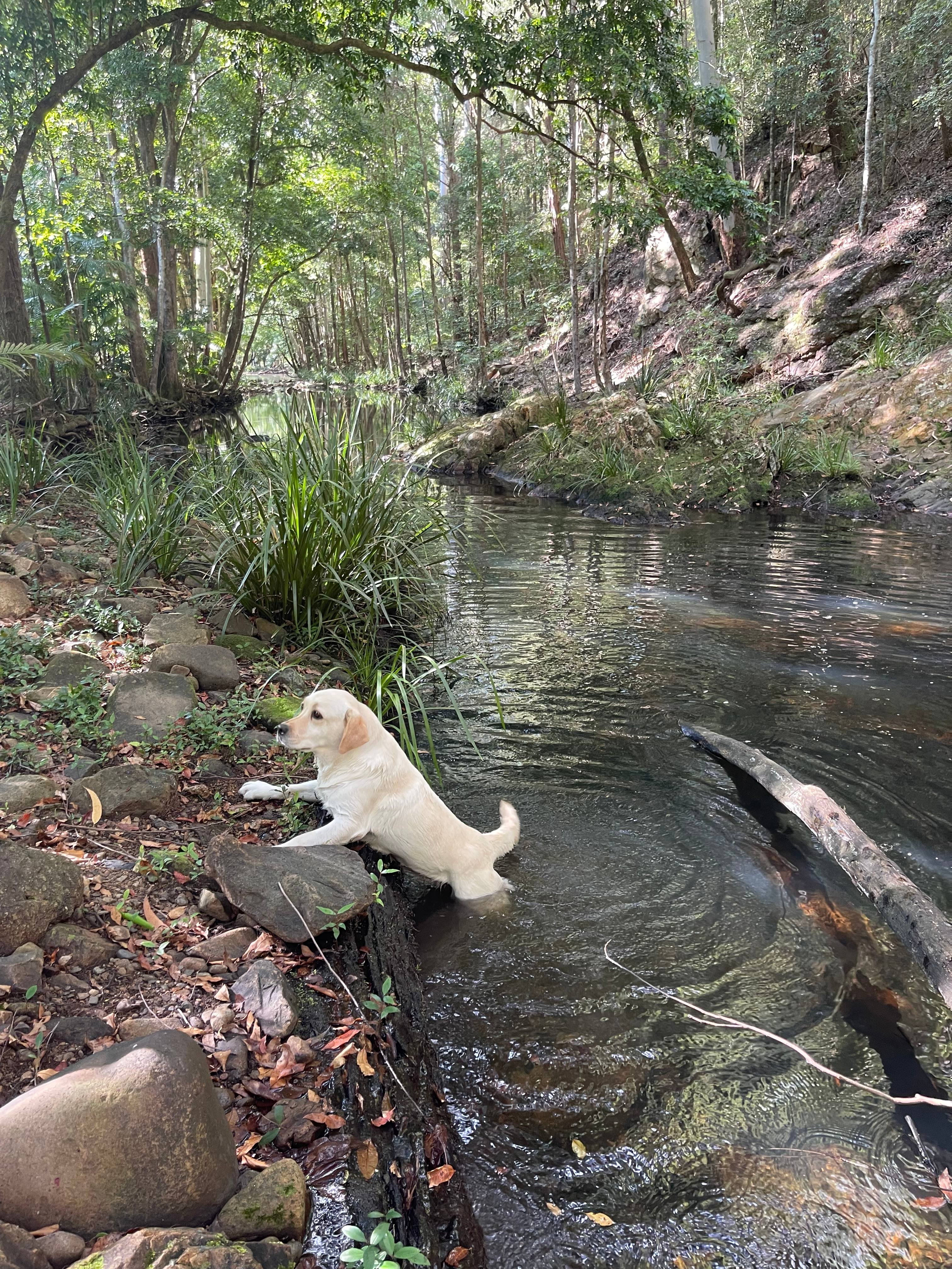 Falls Forest Retreat