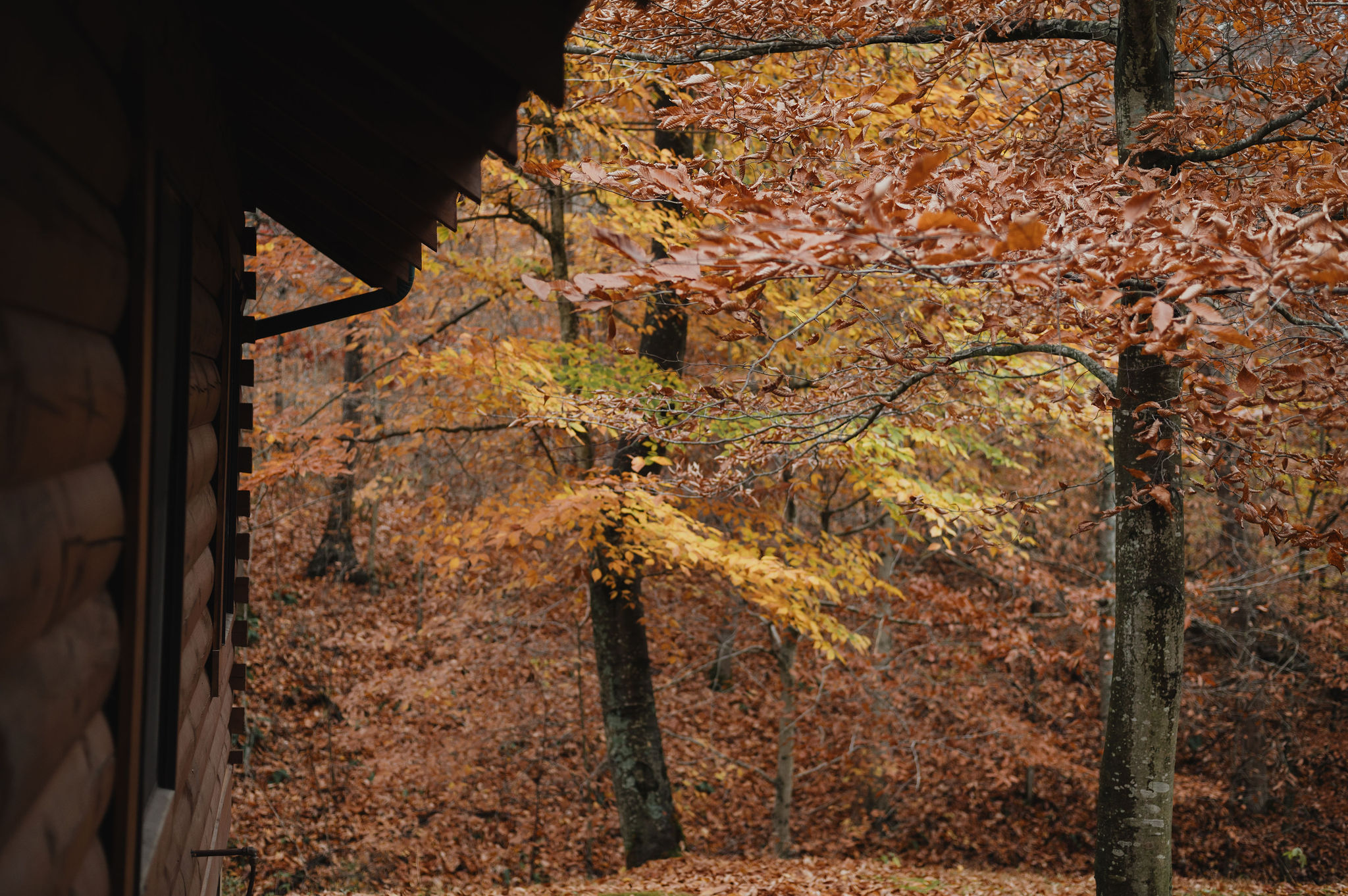 Pine Creek Cabins & Camping Resort