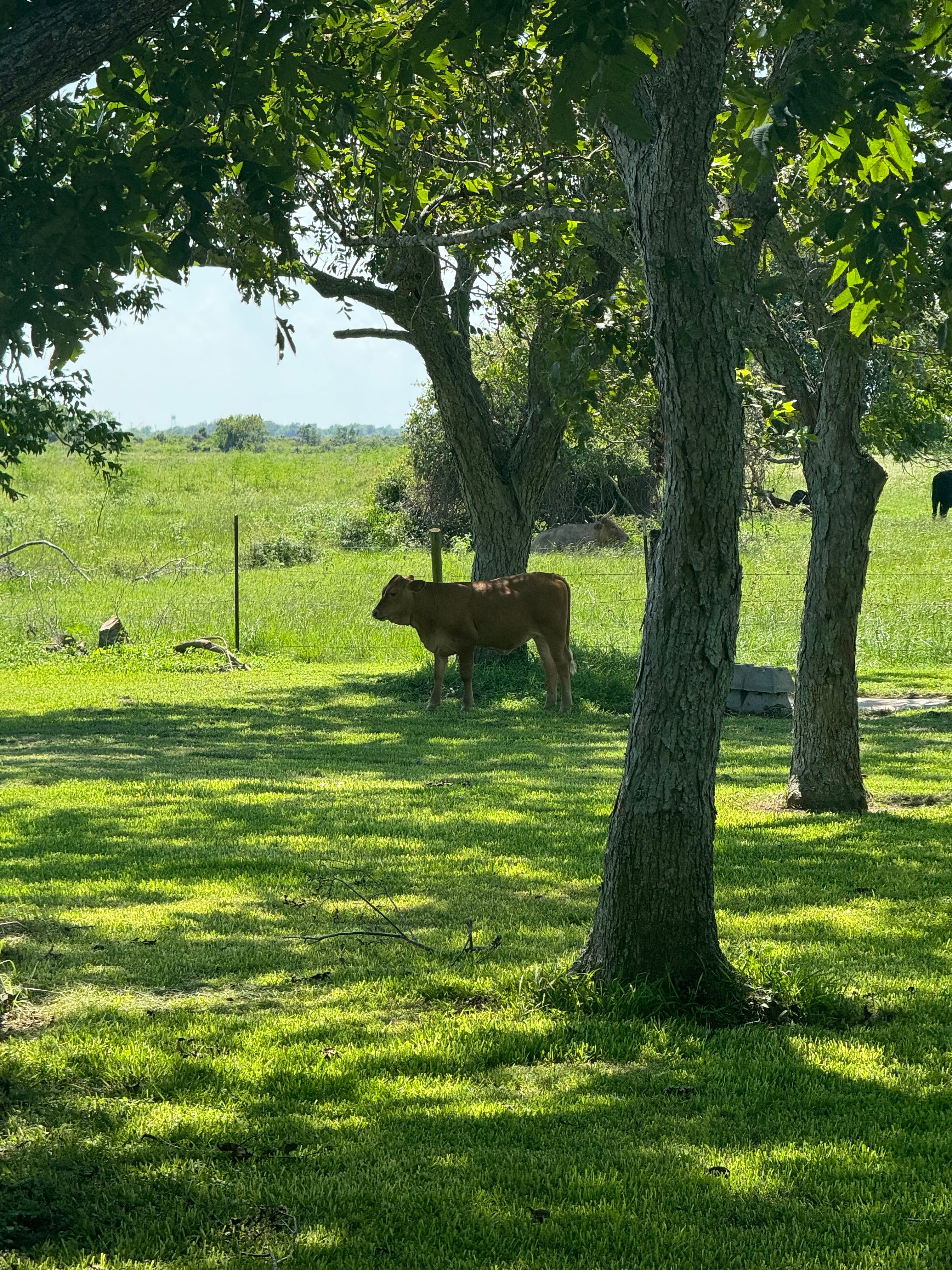 The Garrison Home Ground