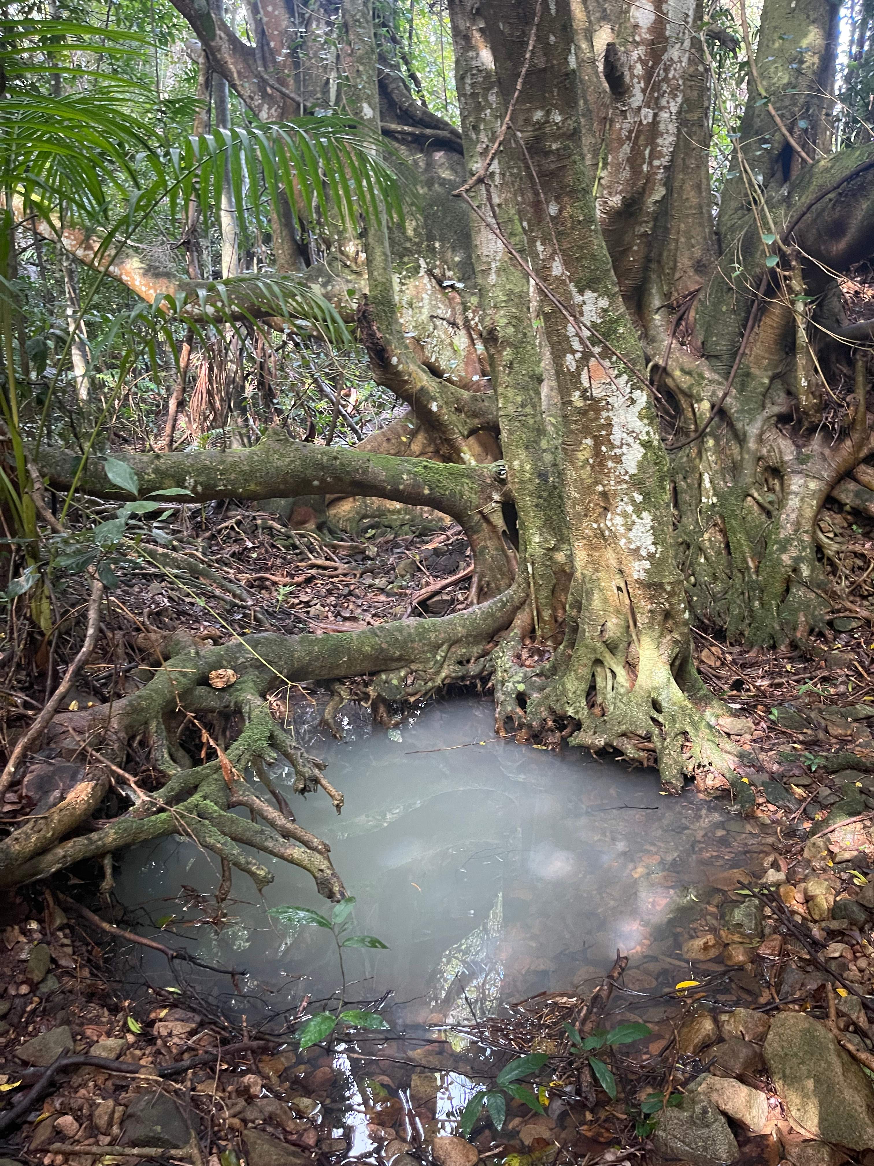 Falls Forest Retreat