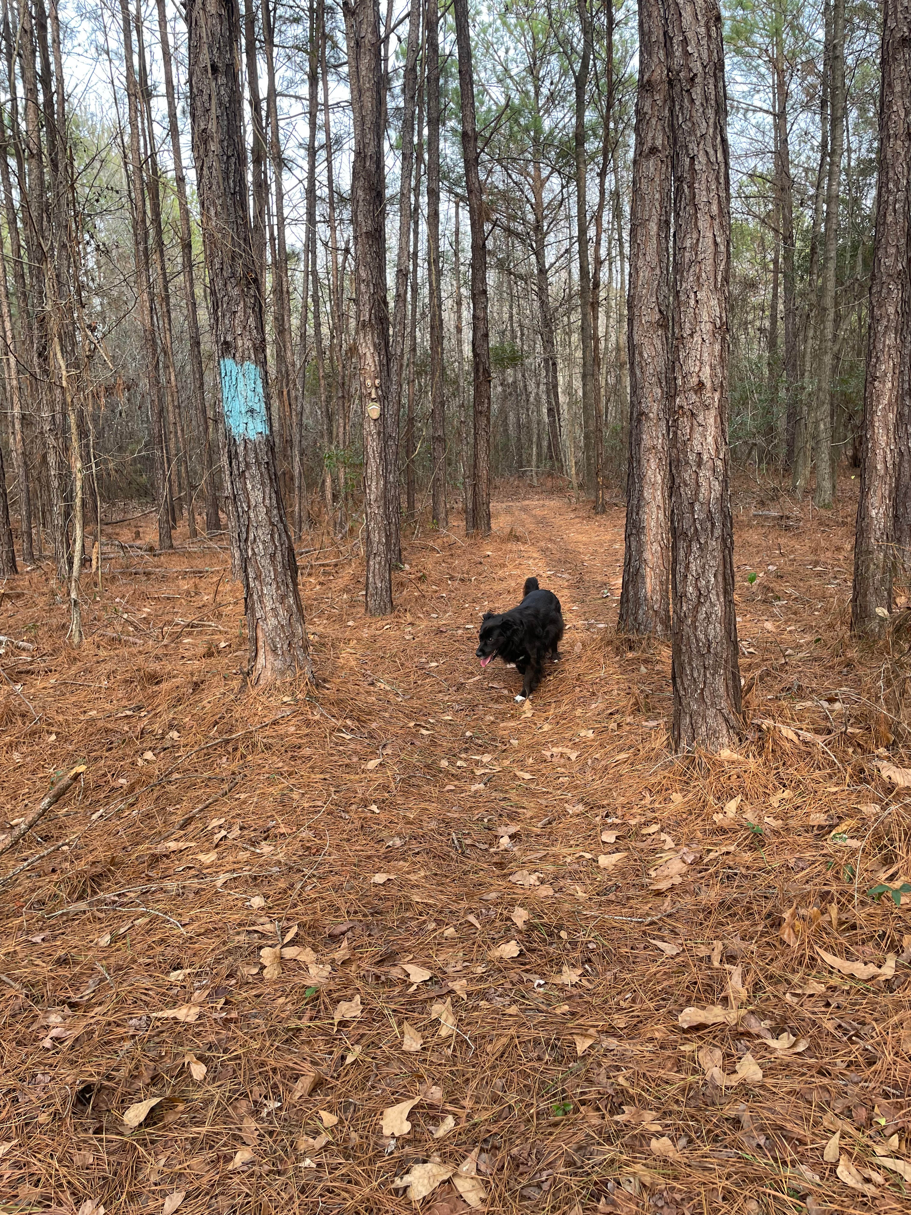 Pine And Oak Campsite