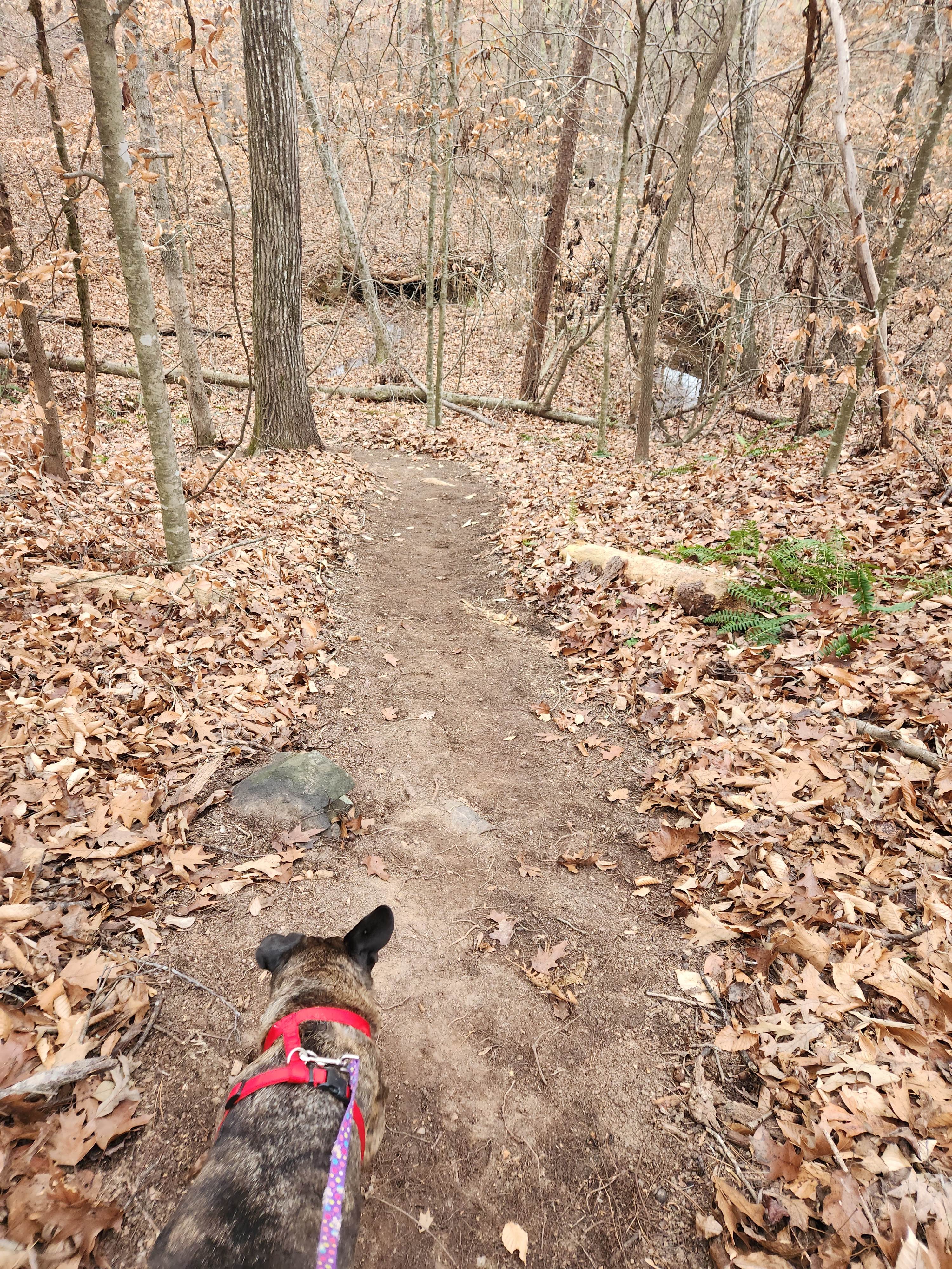 Camp Tails and Trails Pet Friendly