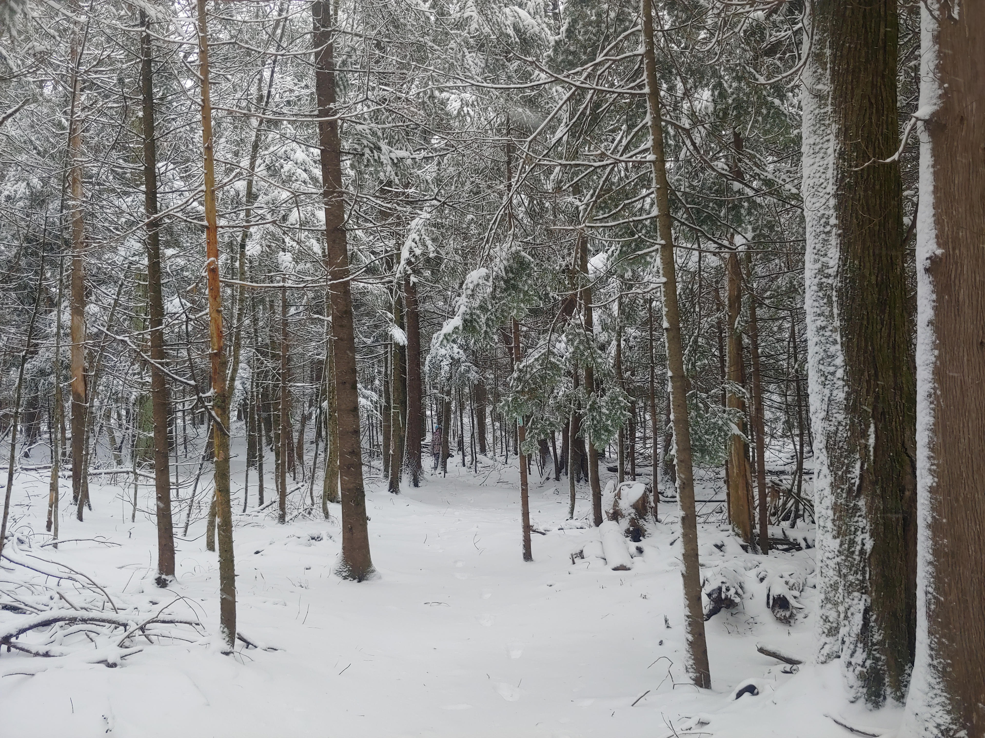 La Prucheraie -The Hemlock Forest