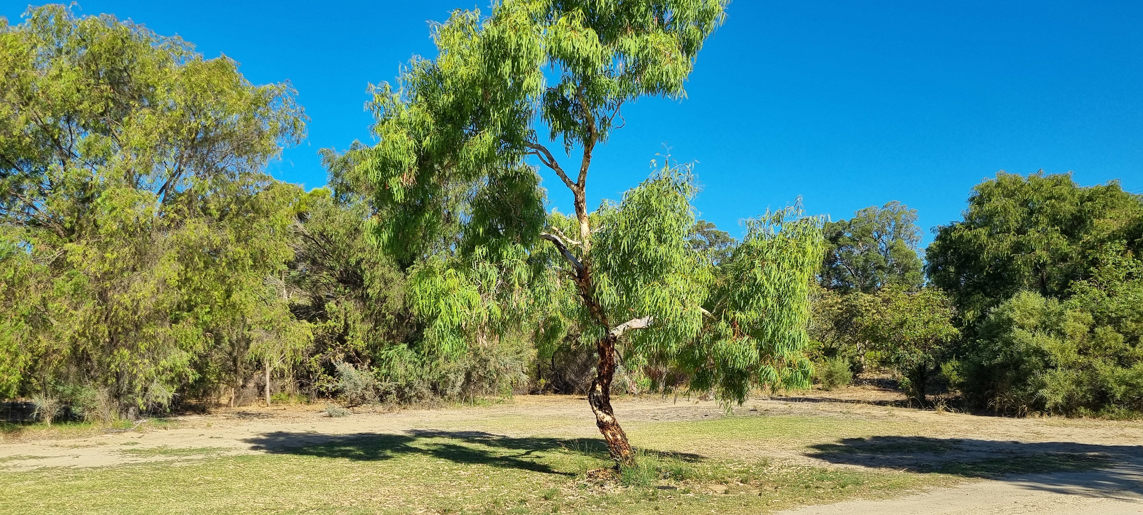 Paws & Feathers Farm