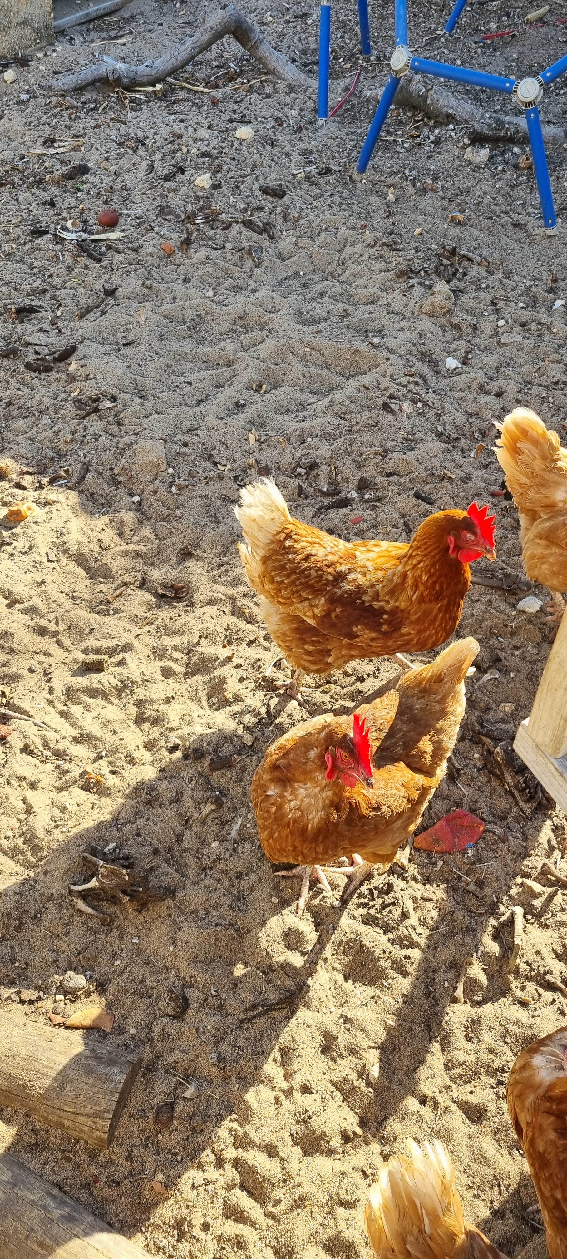 Paws & Feathers Farm