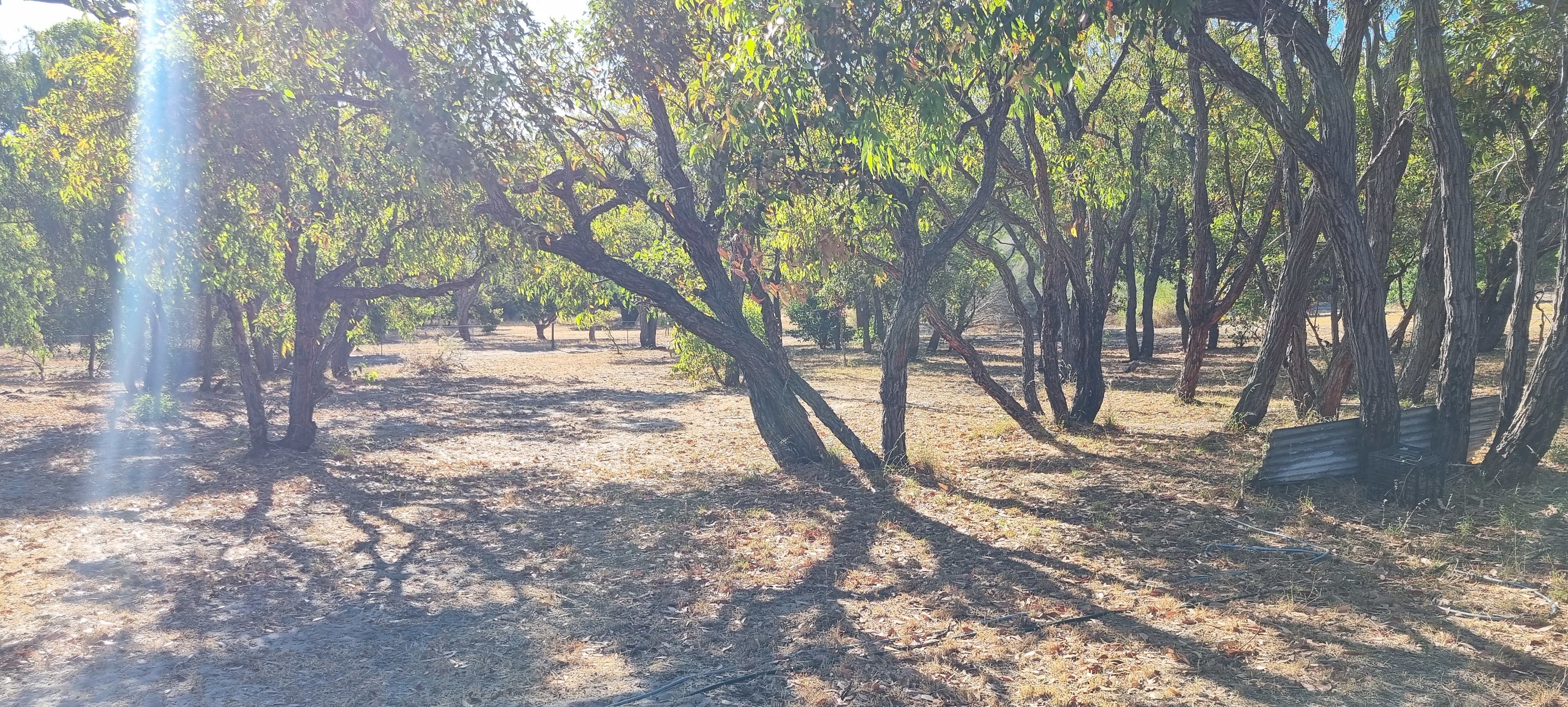 Paws & Feathers Farm