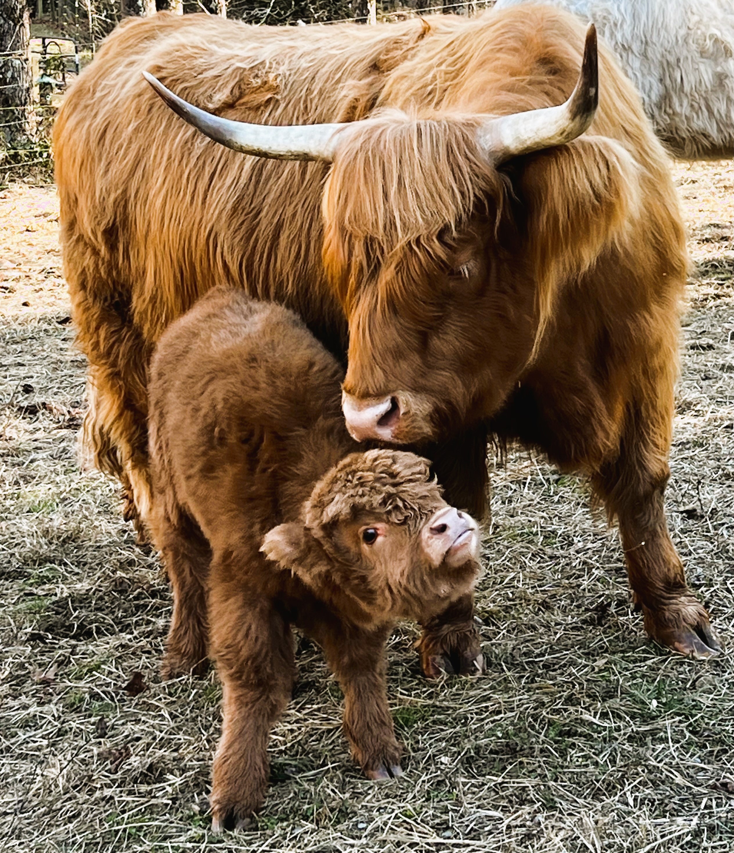 Hideout with Highlanders