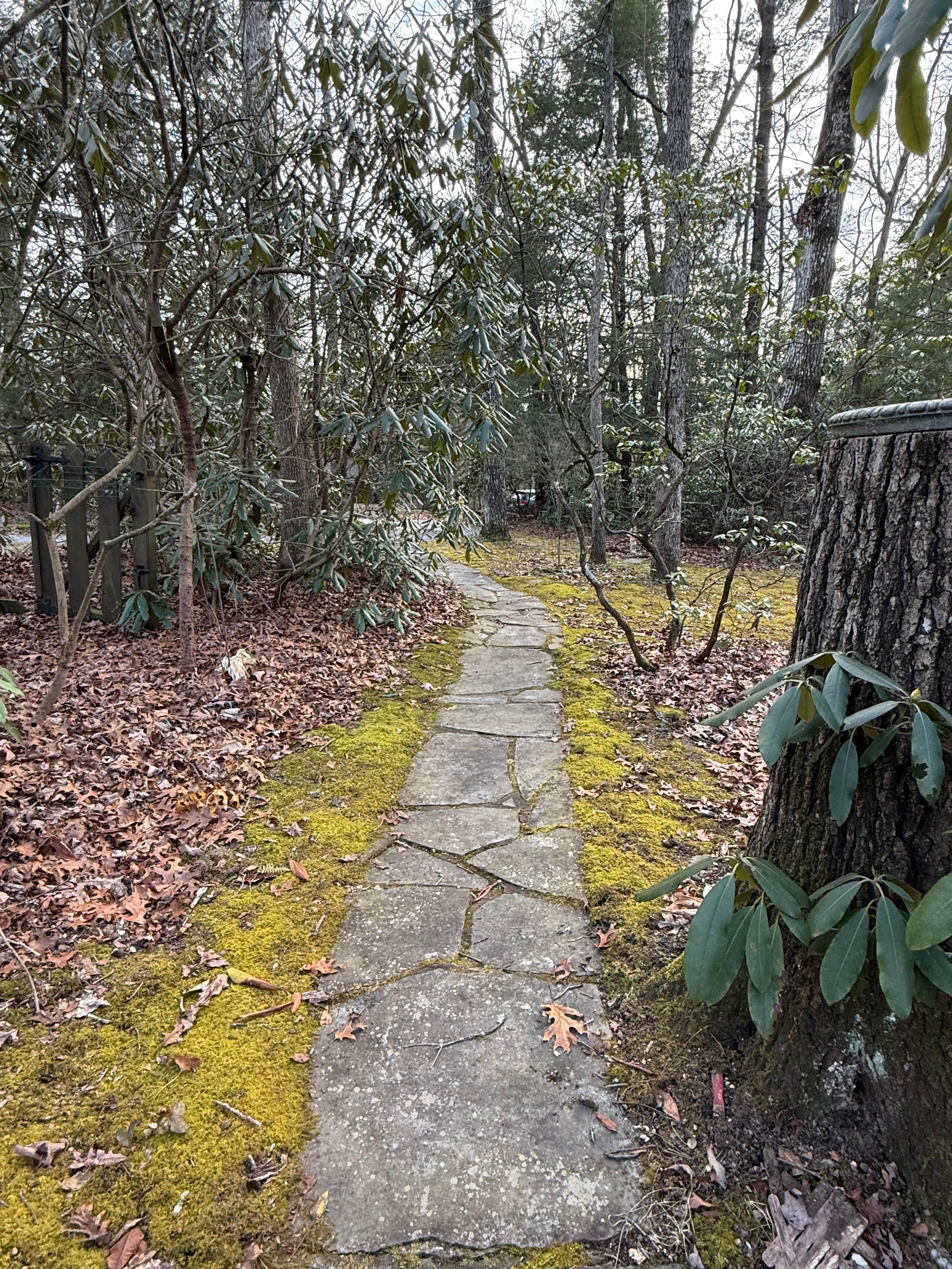 Mtn Forest Close To Chattanooga