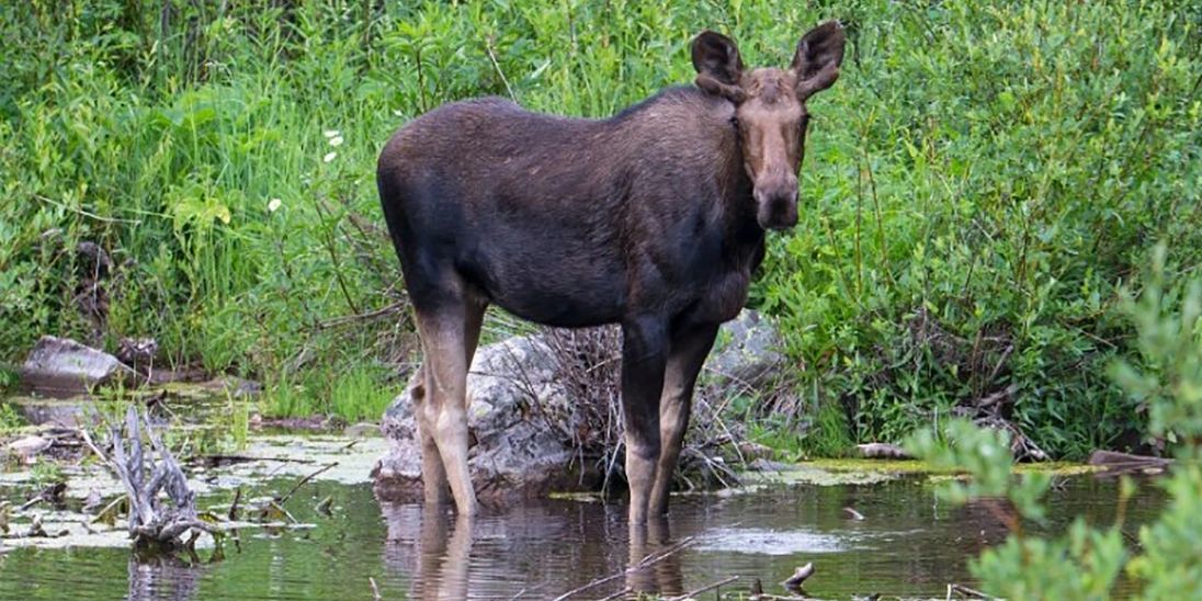 Pine Grove Lodge And Cabins