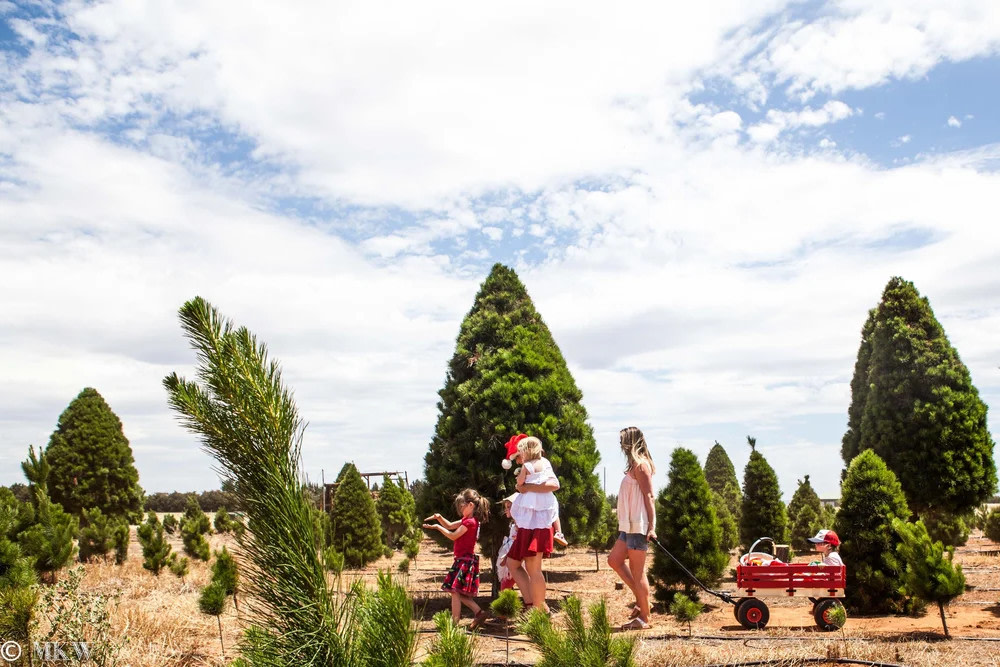 Melbourne Christmas Tree Farm