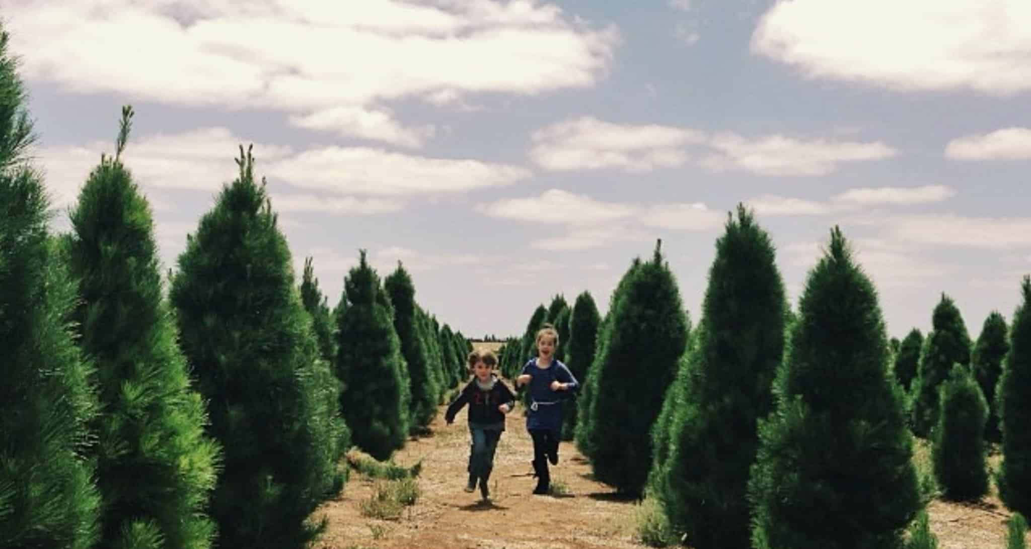 Melbourne Christmas Tree Farm