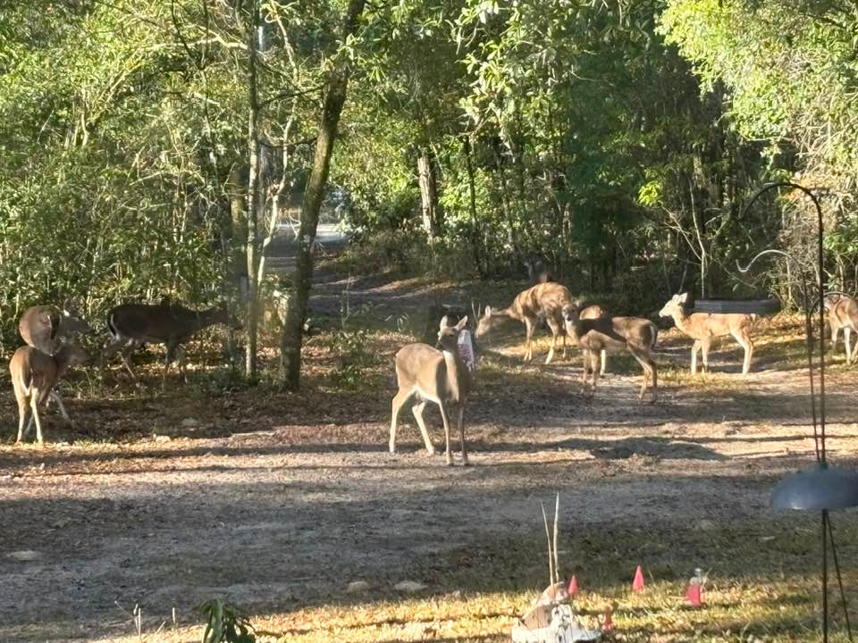 Peaceful & Private ~ Moonlit Avenue