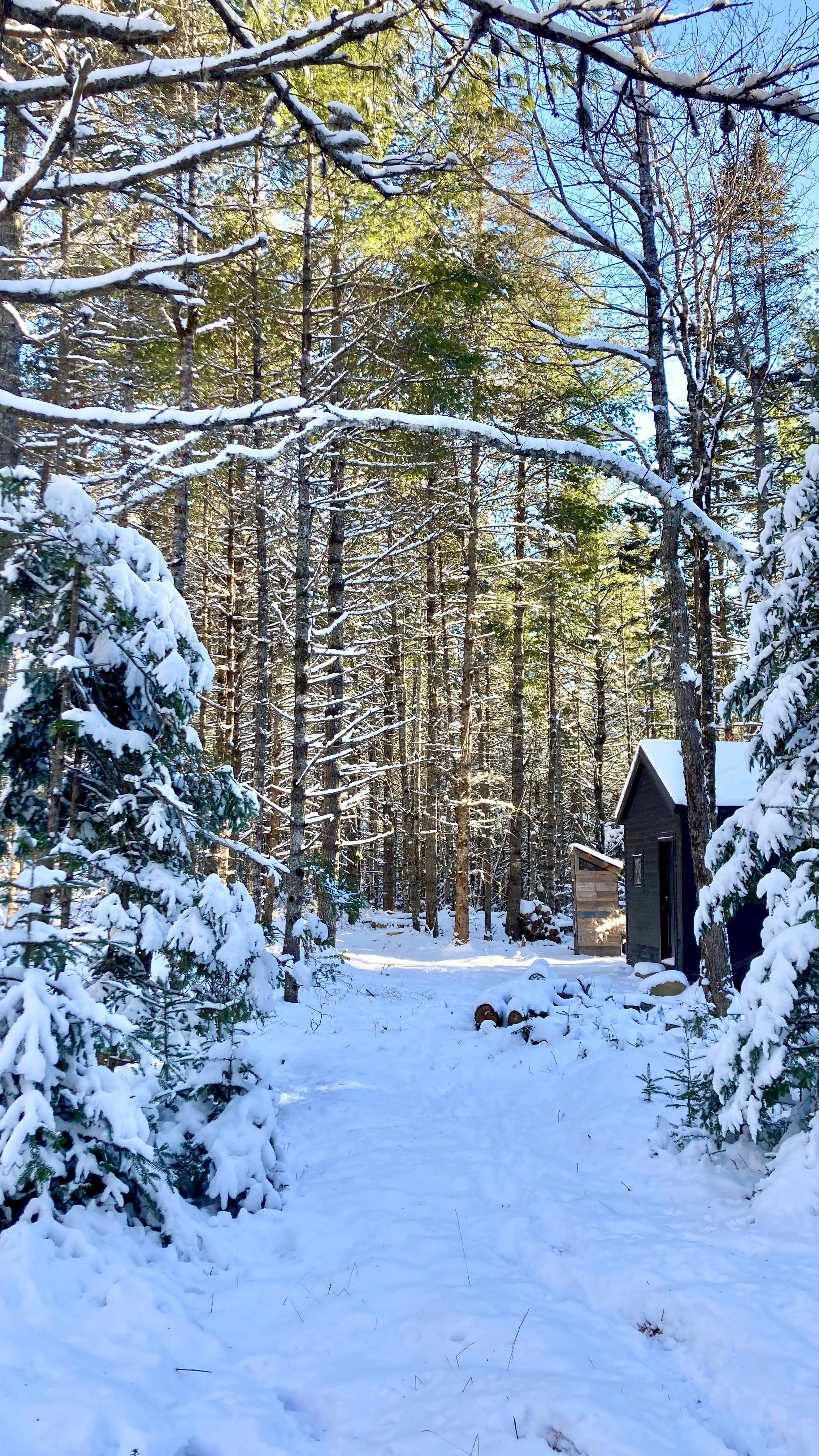 Mossy Forest by the Coast