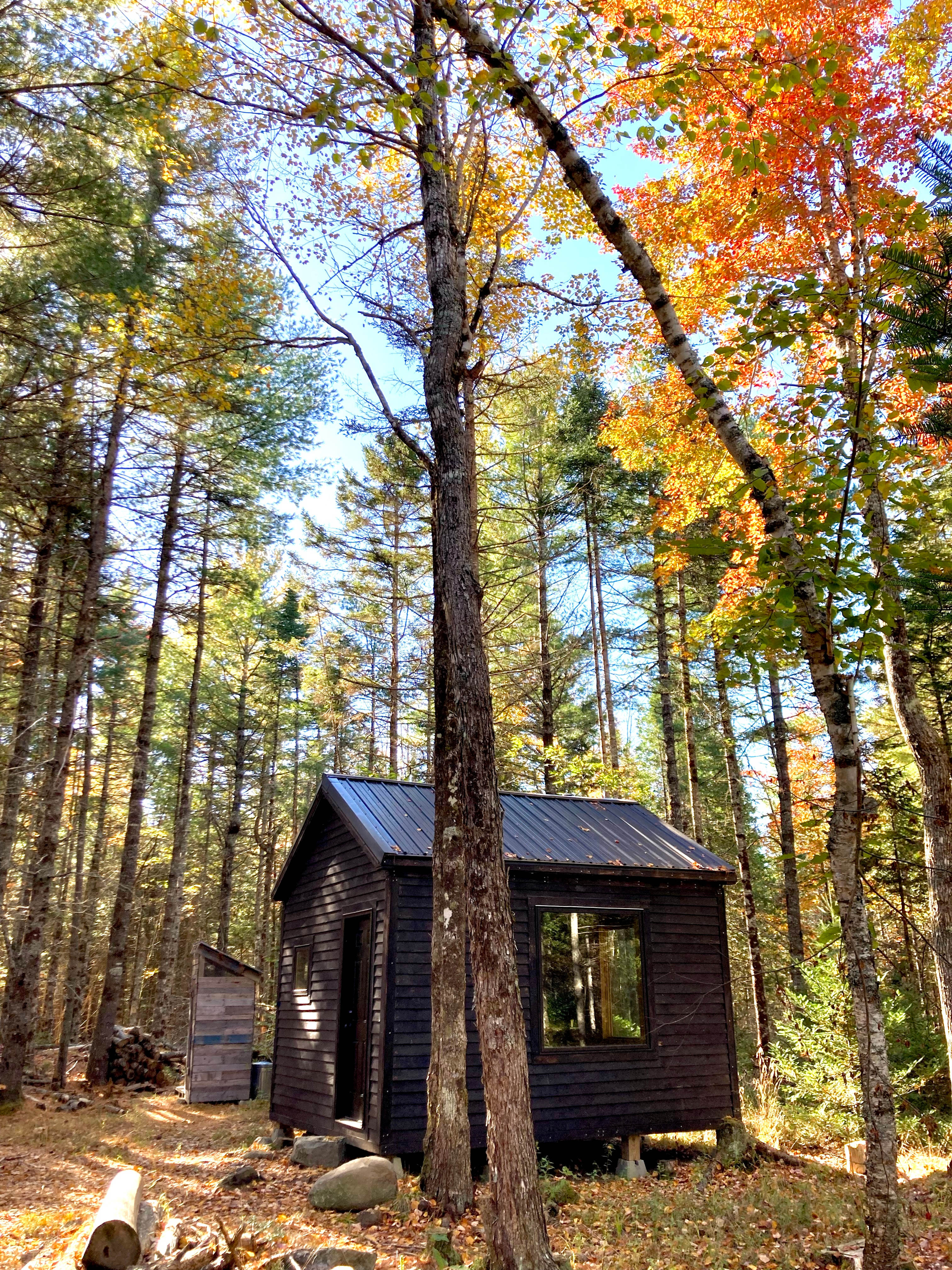 Mossy Forest by the Coast