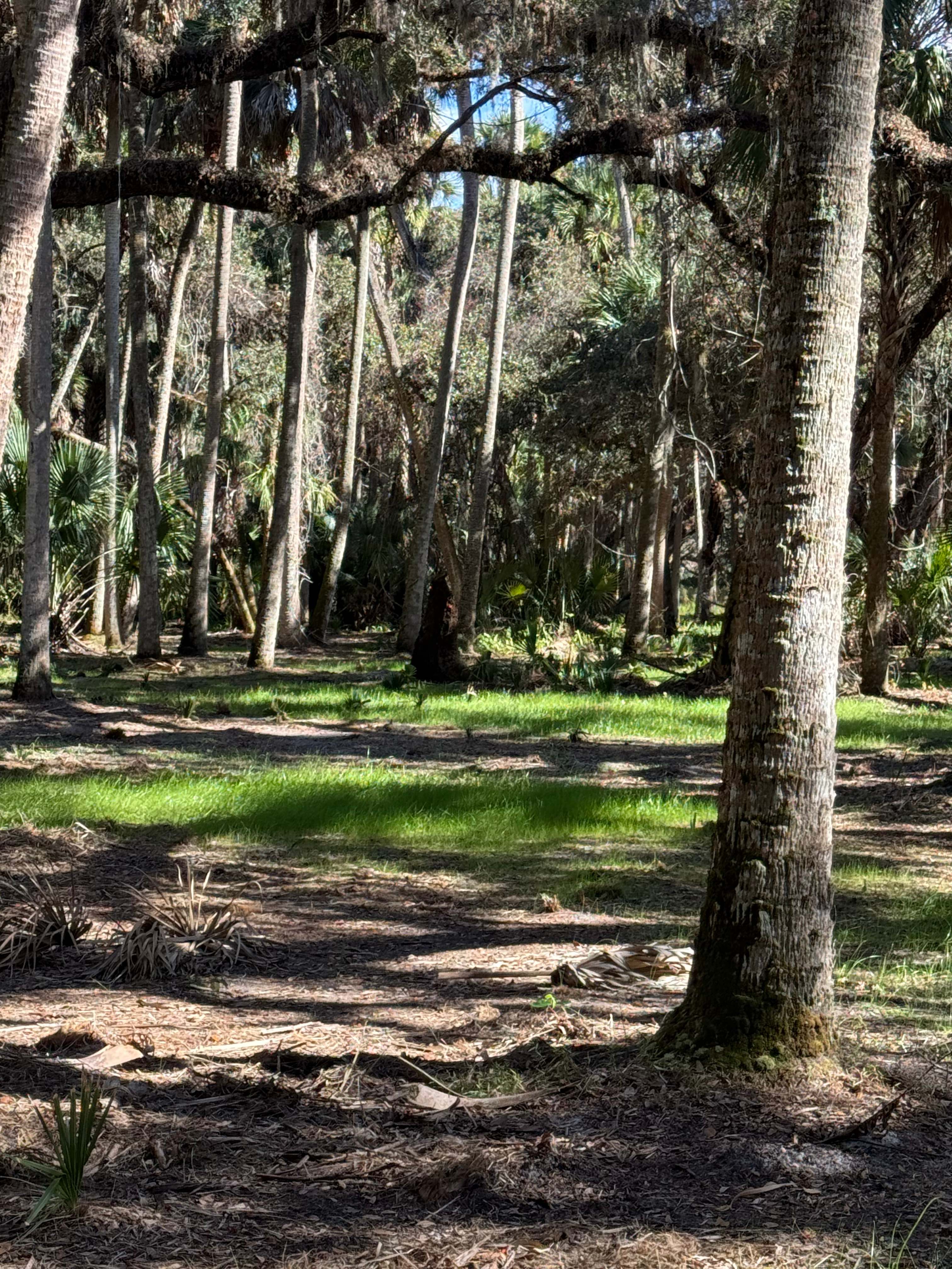 Horseshoe Creek camping site.