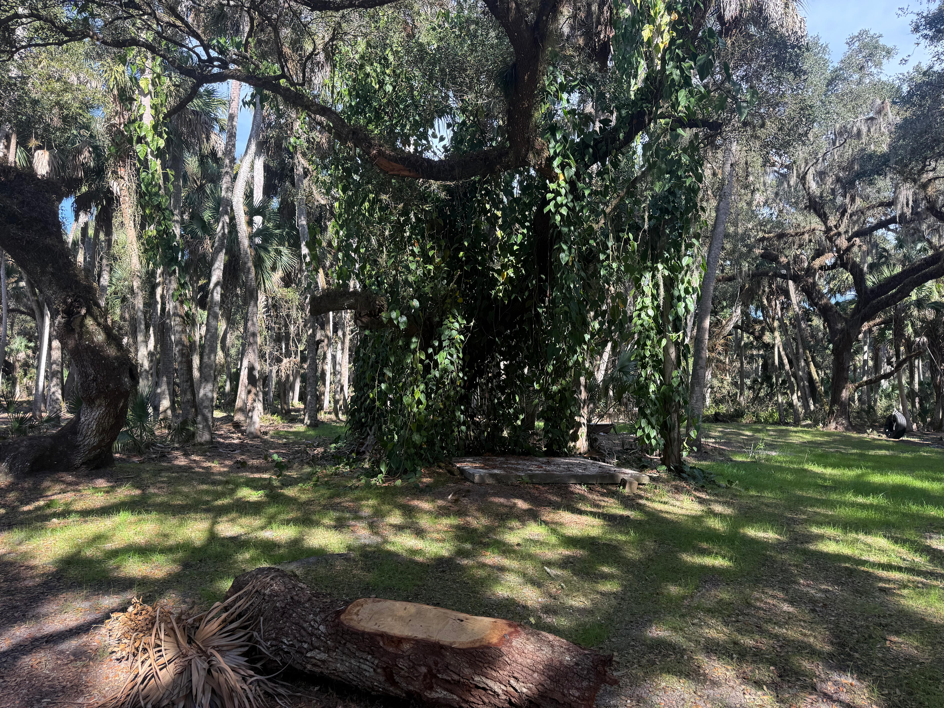 Horseshoe Creek camping site.
