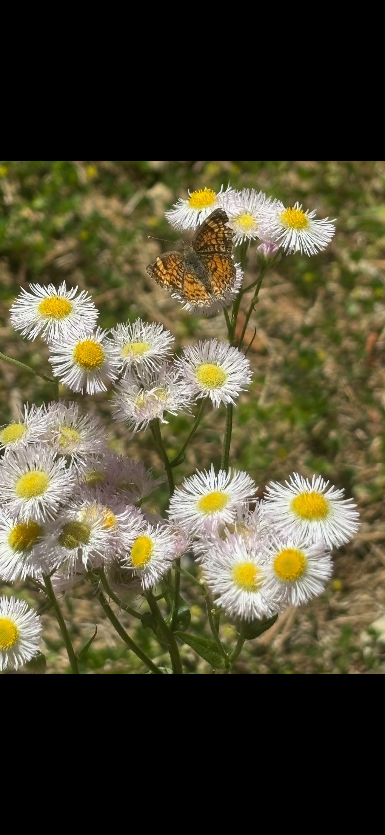 Nature Loveres Peace Love & Happine