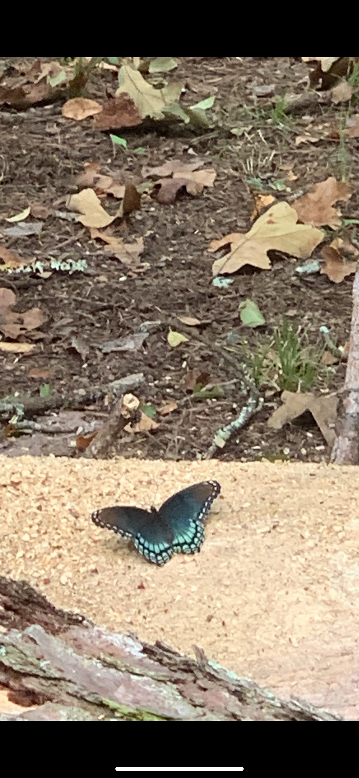 Nature Loveres Peace Love & Happine