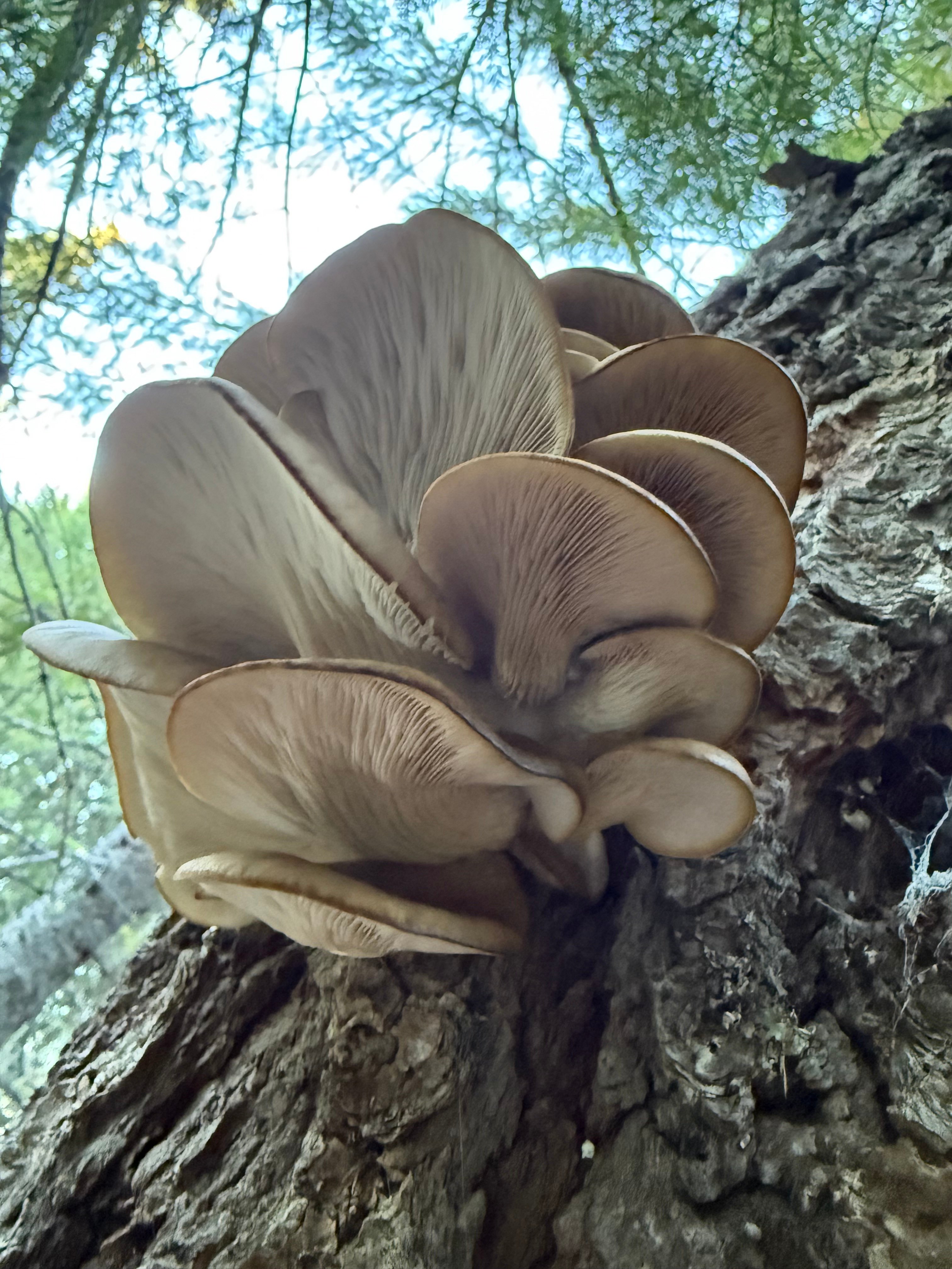 La Posada De Los Hongos