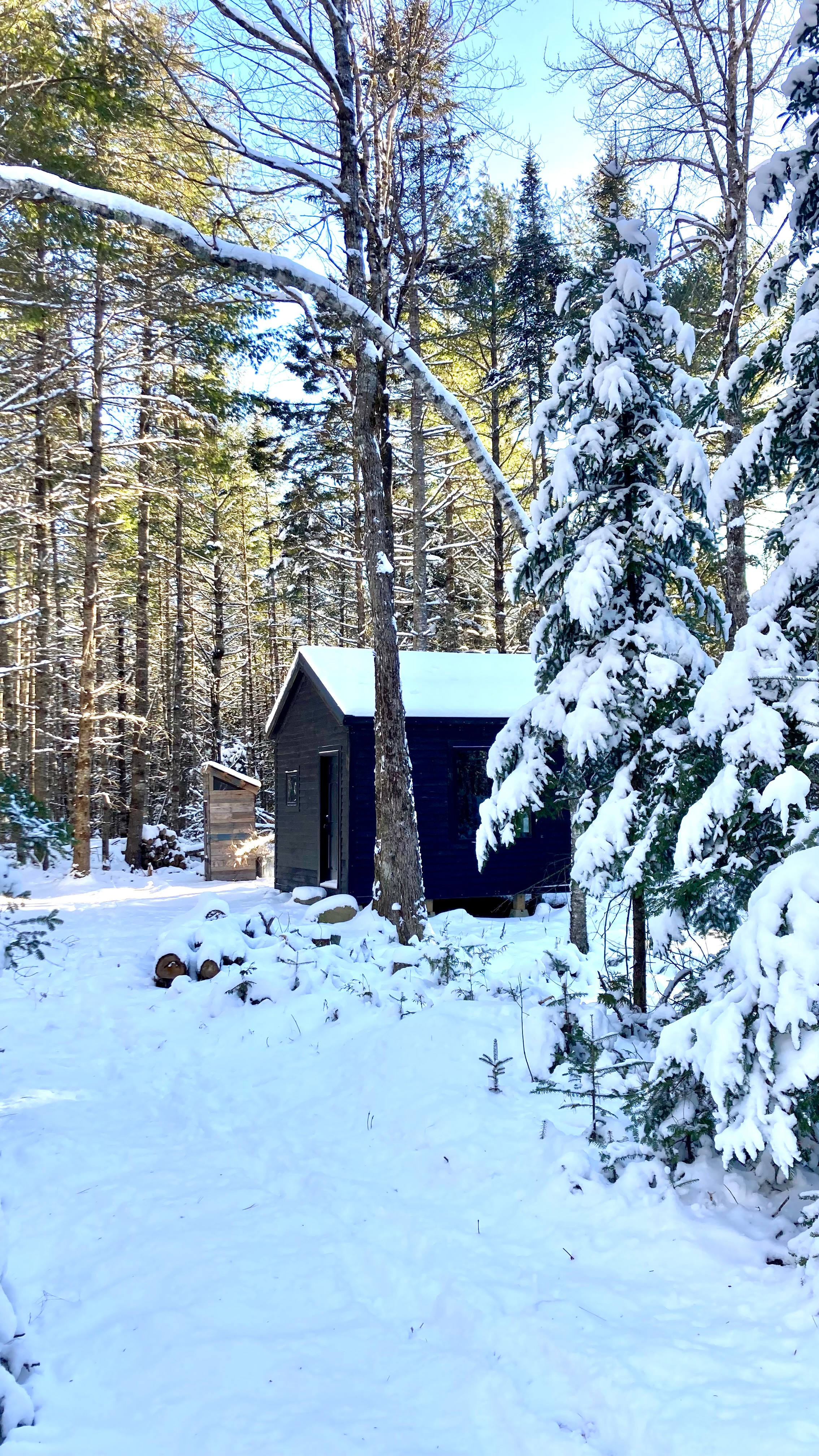 Mossy Forest by the Coast