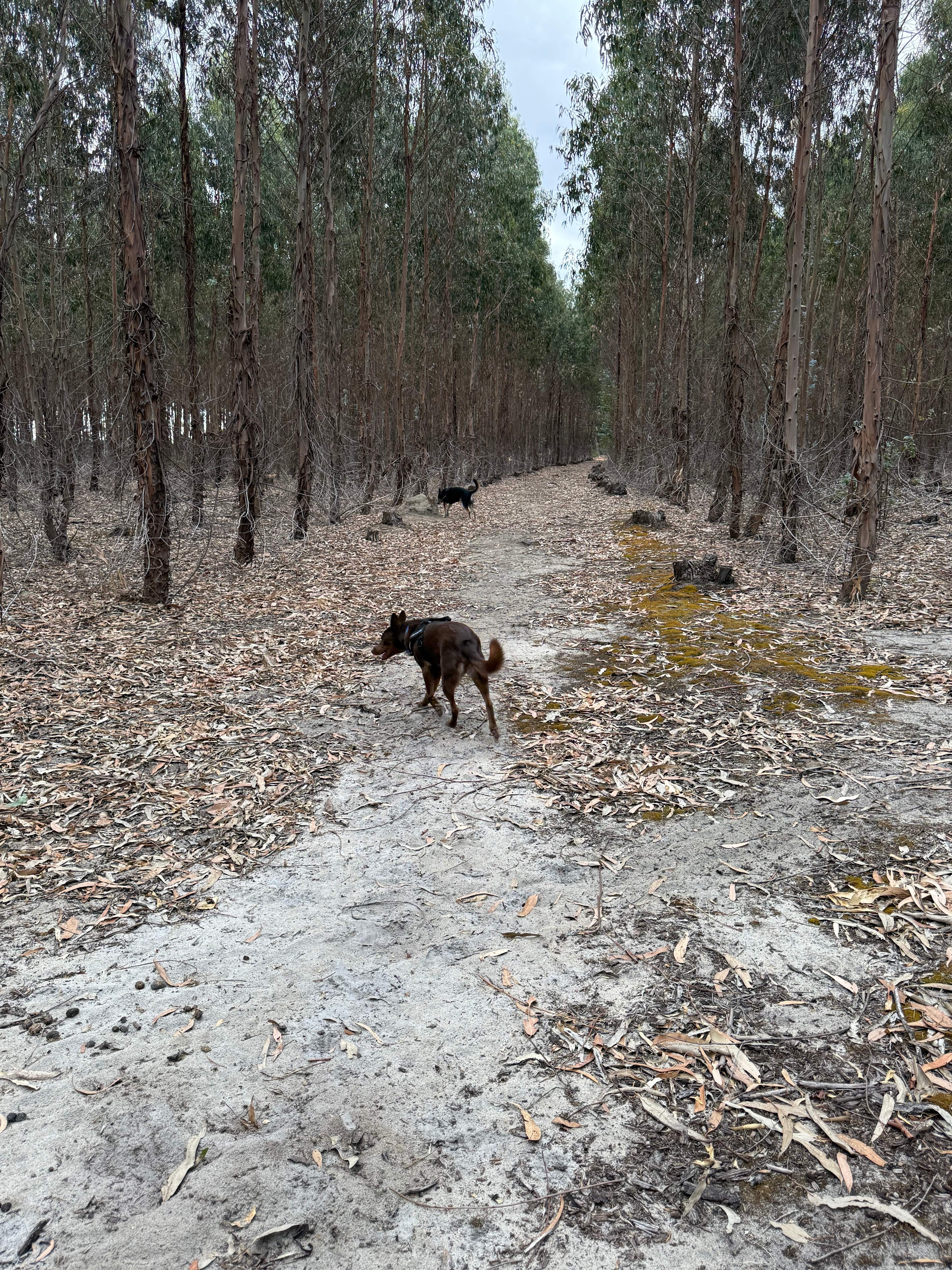 Whicher Farm Campsite