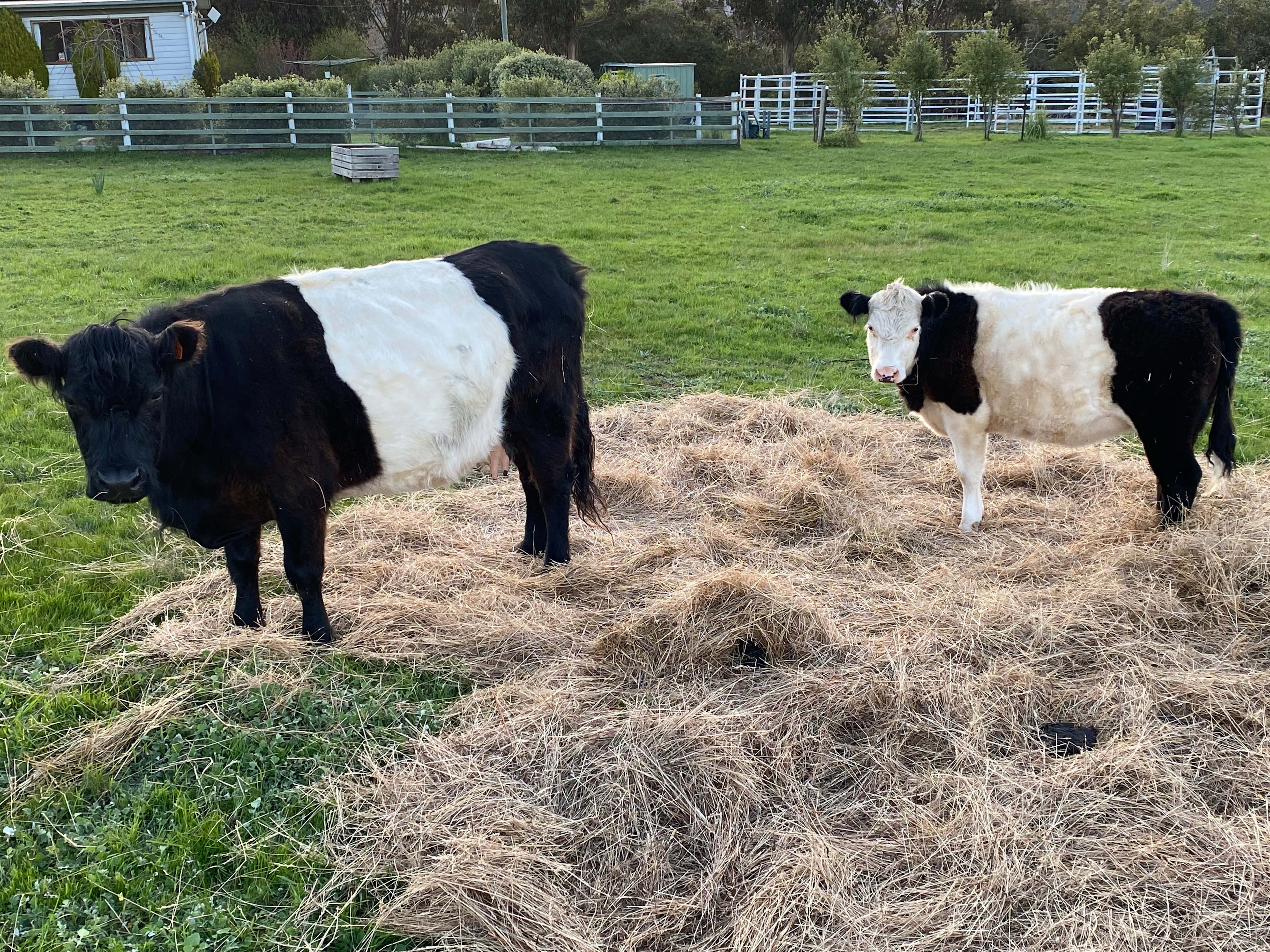 Derwent Valley Farm Stay