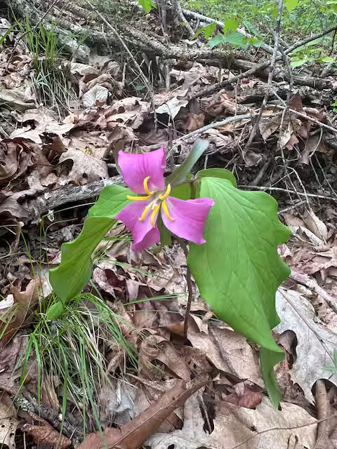 Creekside Tiny House in the Forest