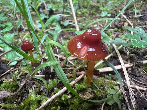 Creekside Tiny House in the Forest