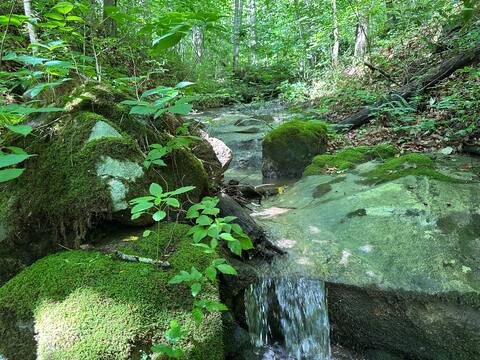 Creekside Tiny House in the Forest