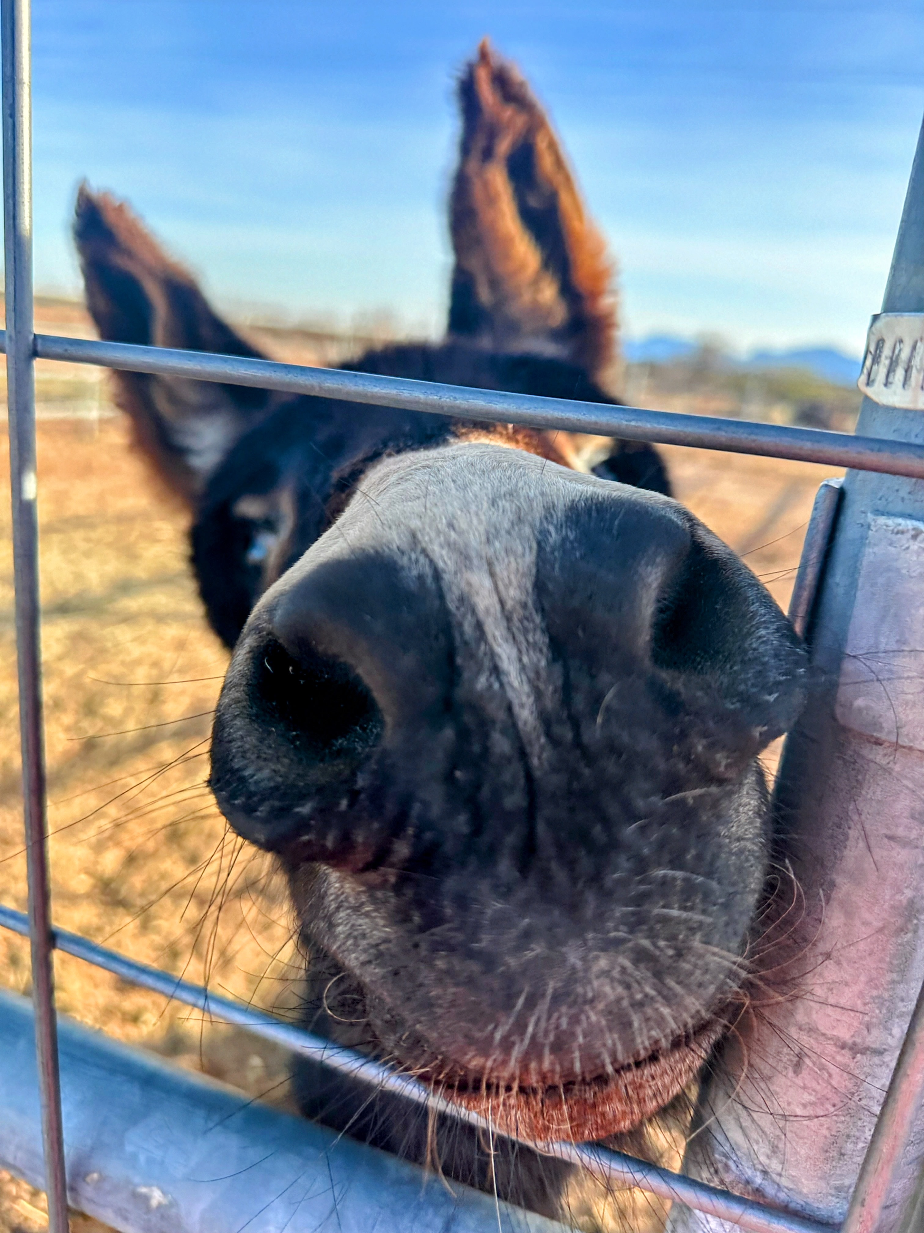 Karla's Hummingbird Guest Ranch