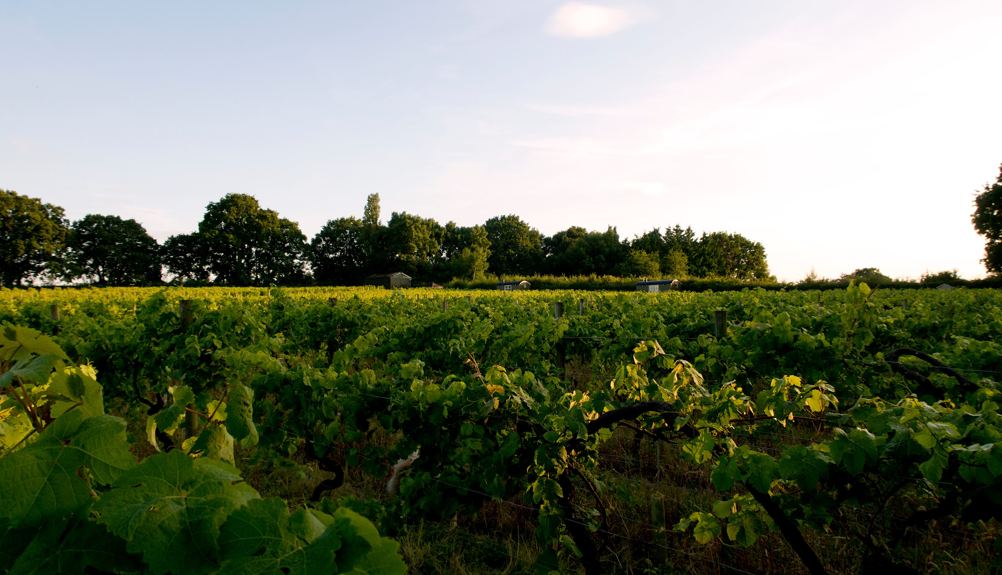 Astley Vineyard Shepherd Huts