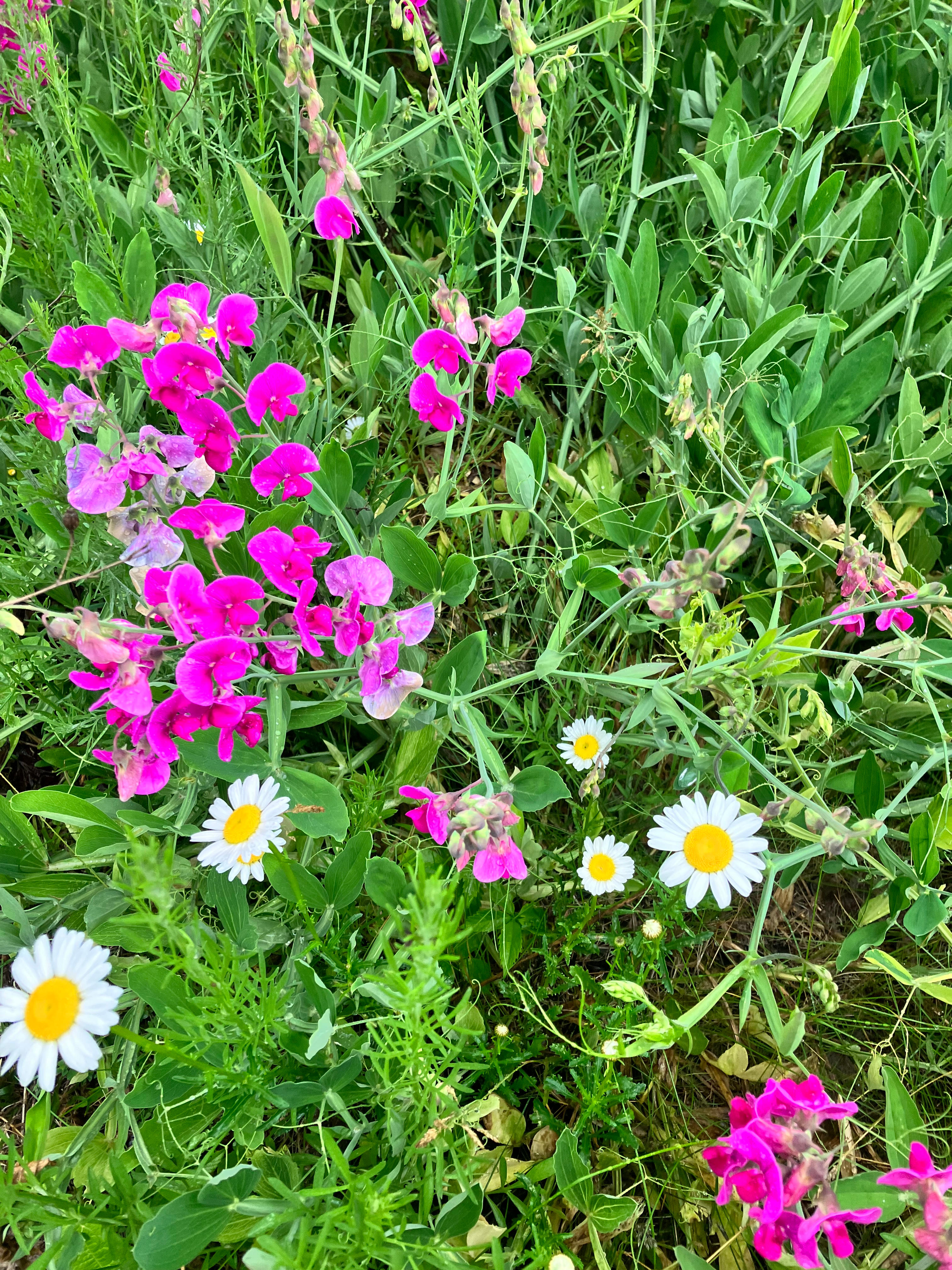 Seneca Lake Wine Trail Land